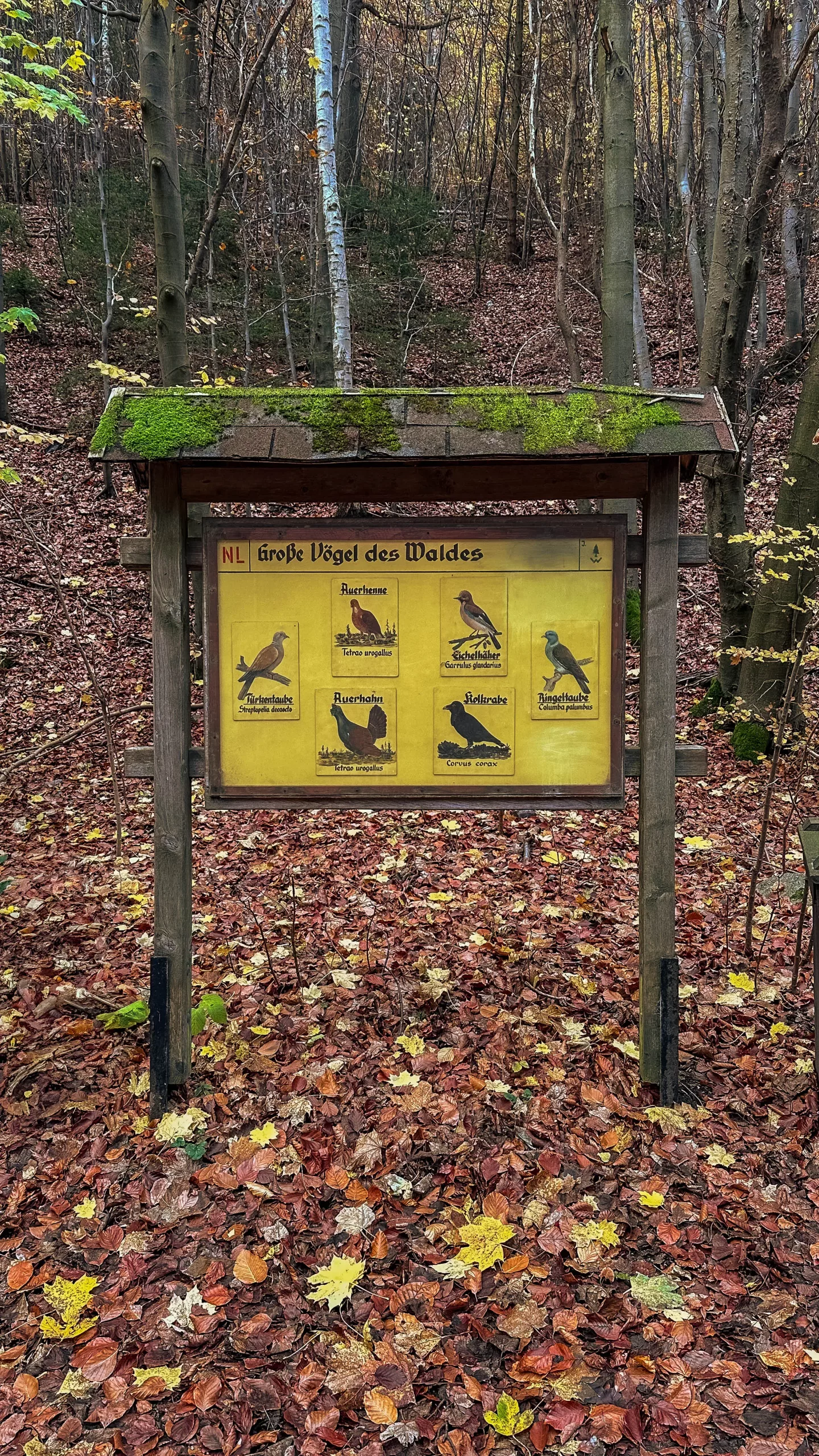 20241116.Das.Ilsetal.im.Herbst.Bild10