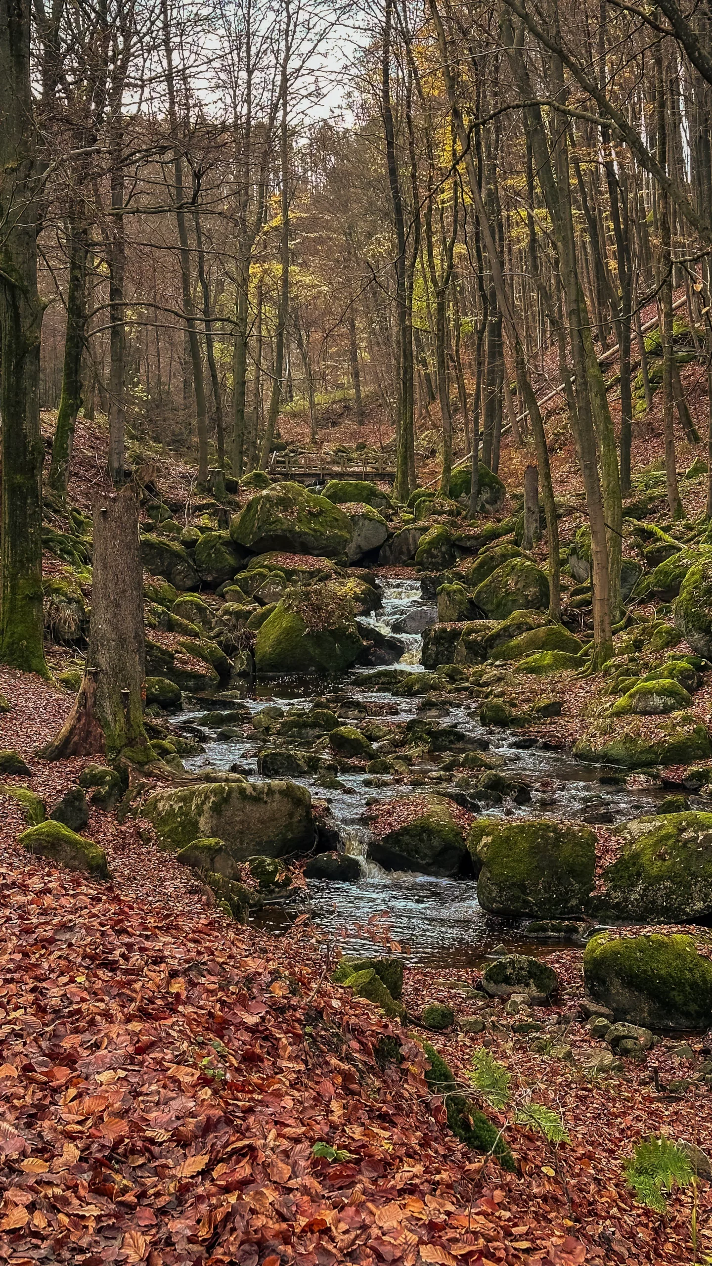 20241116.Das.Ilsetal.im.Herbst.Bild22