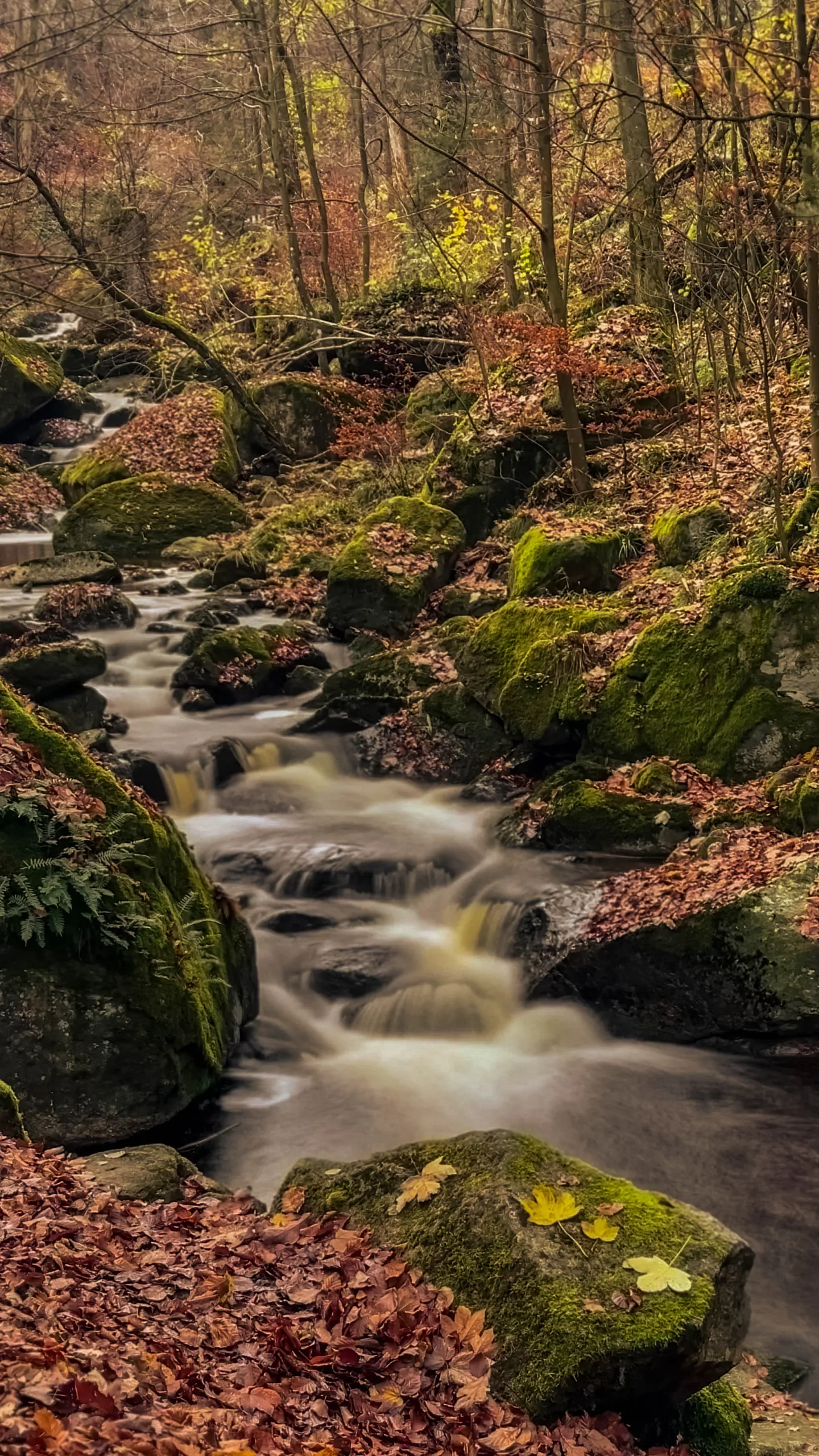 20241116.Das.Ilsetal.im.Herbst.Bild24