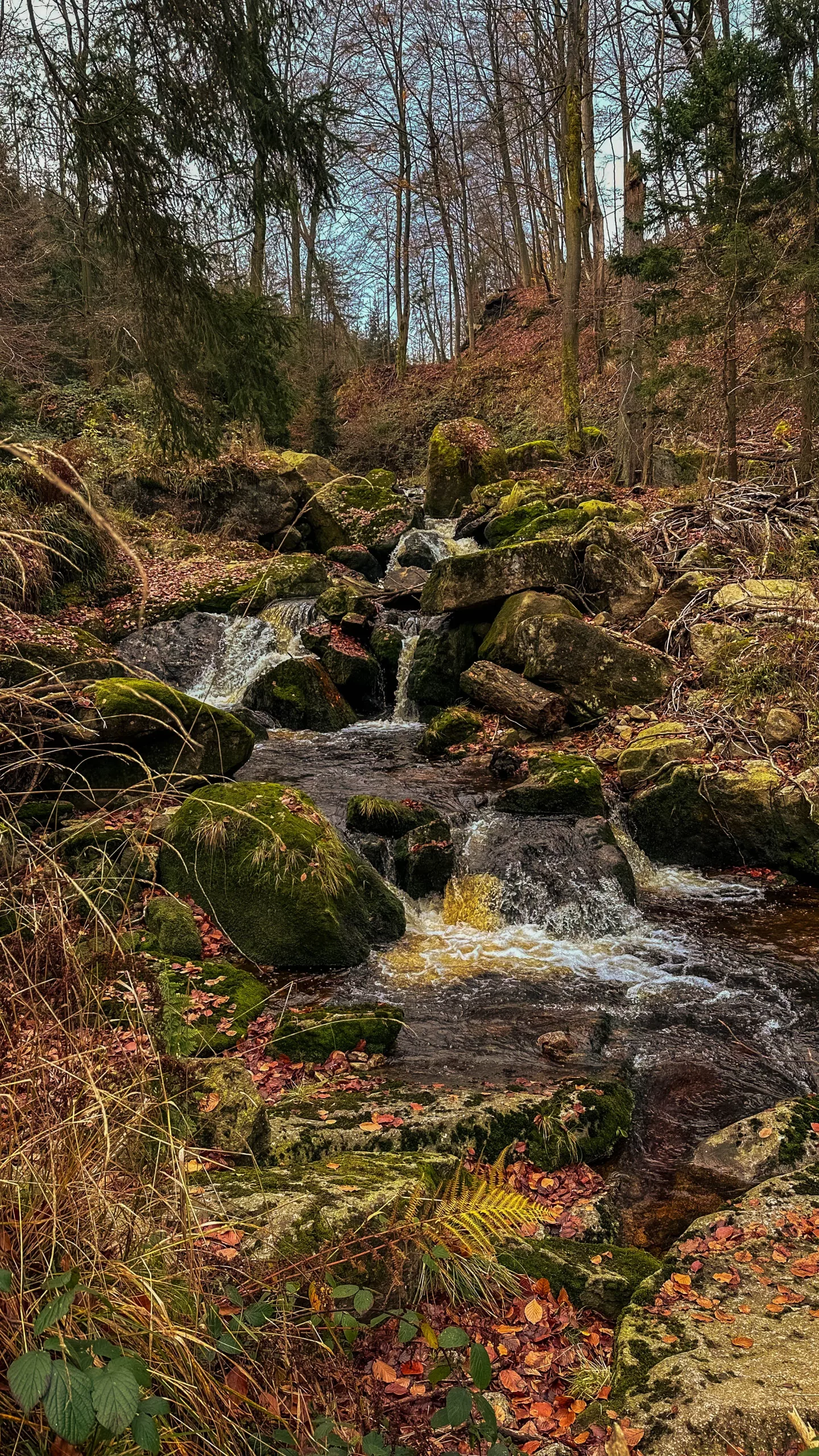 20241116.Das.Ilsetal.im.Herbst.Bild26