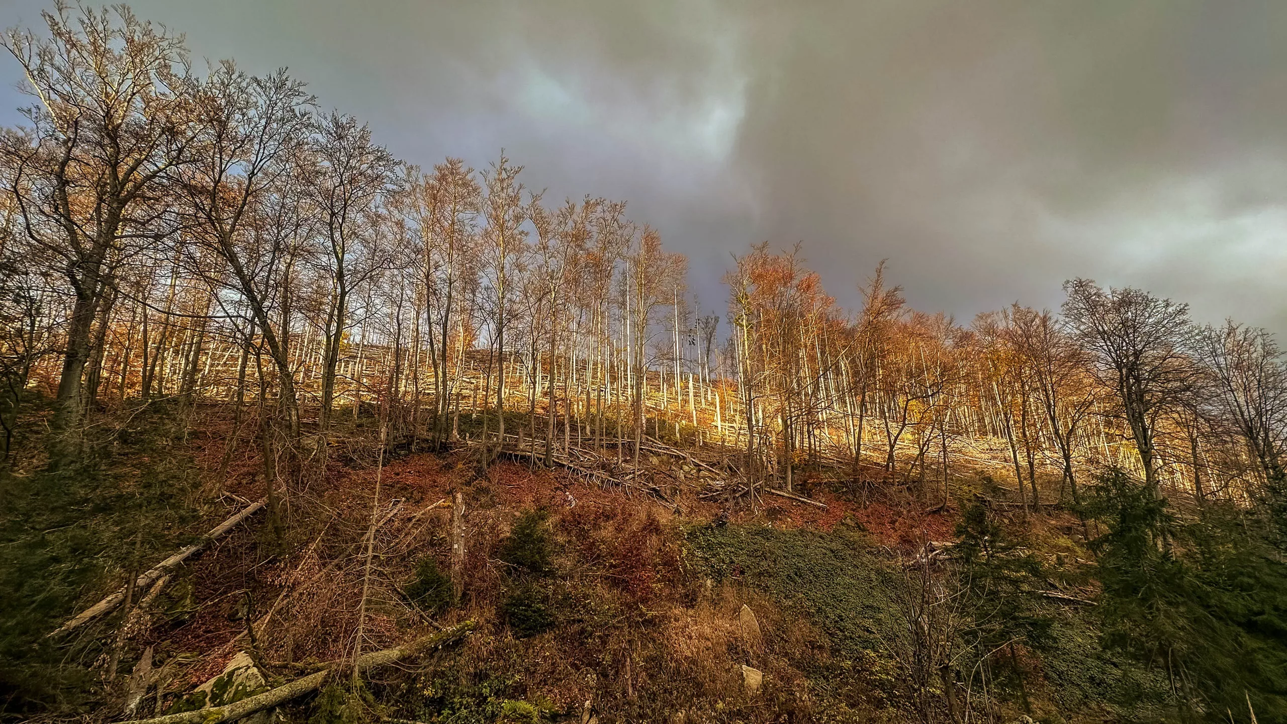 20241116.Das.Ilsetal.im.Herbst.Bild28
