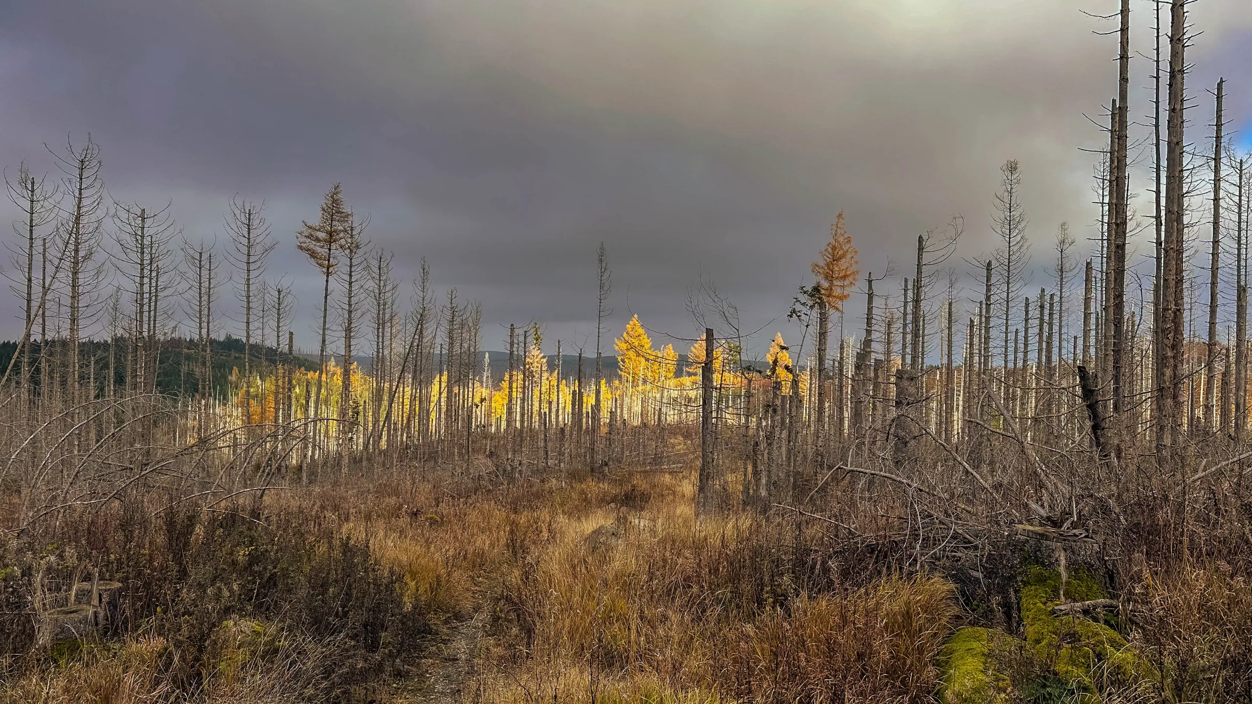 20241116.Das.Ilsetal.im.Herbst.Bild32
