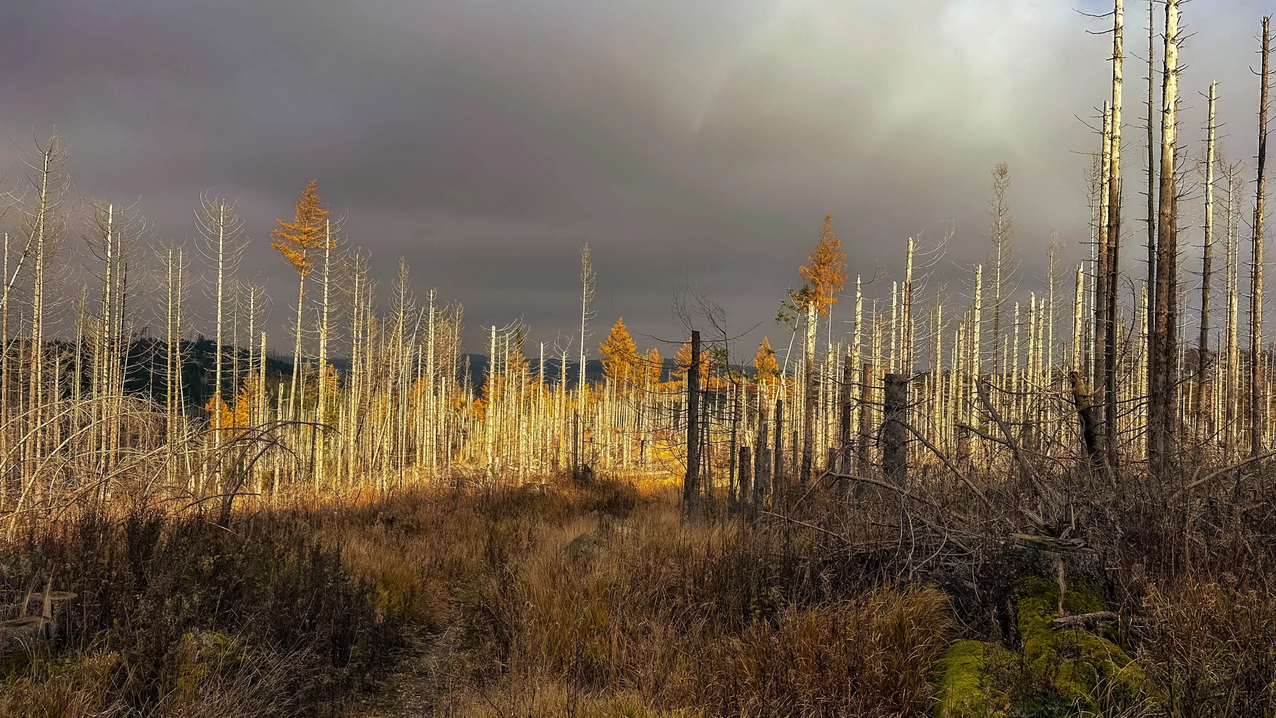 20241116.Das.Ilsetal.im.Herbst.Bild33
