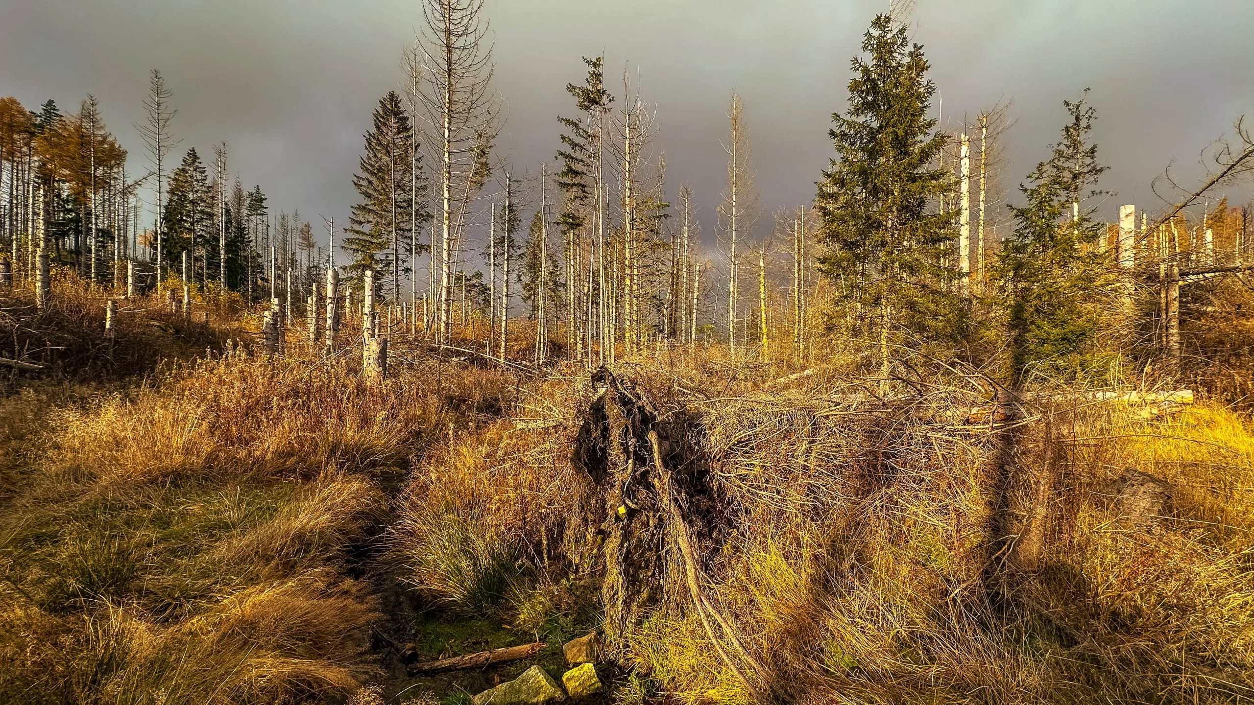 20241116.Das.Ilsetal.im.Herbst.Bild34