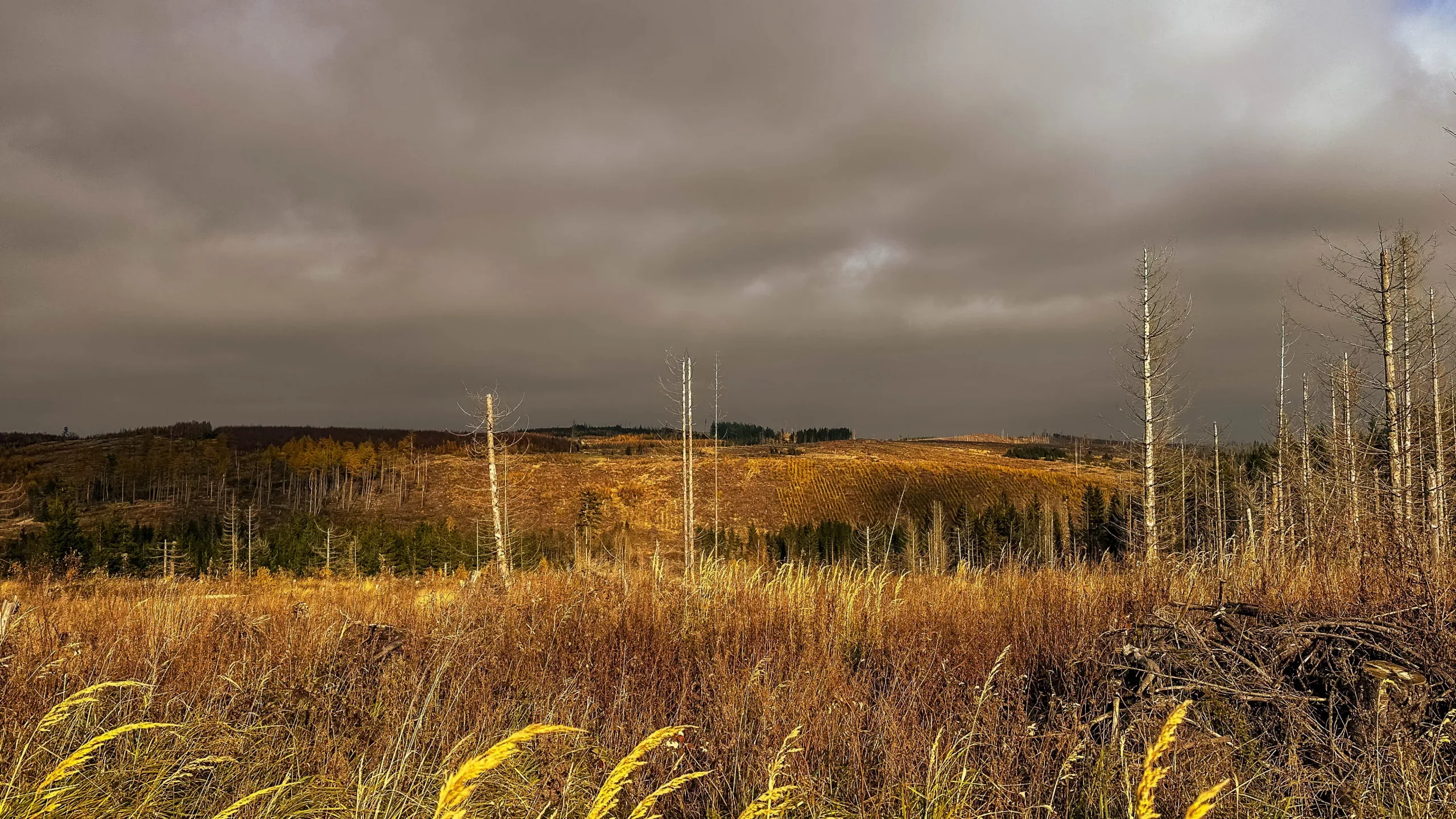 20241116.Das.Ilsetal.im.Herbst.Bild40