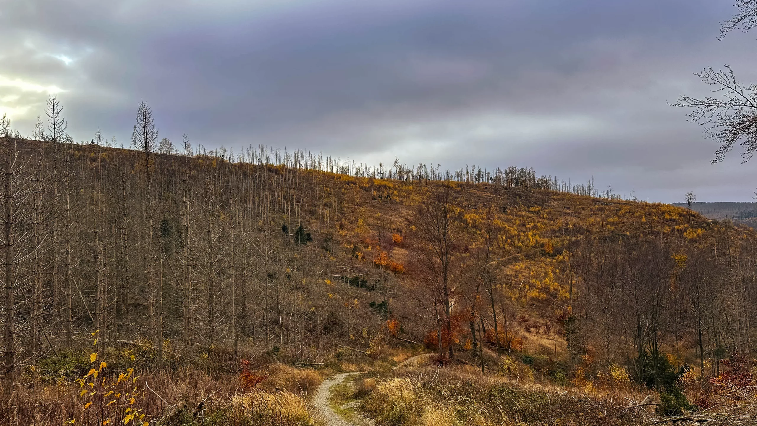20241116.Das.Ilsetal.im.Herbst.Bild42