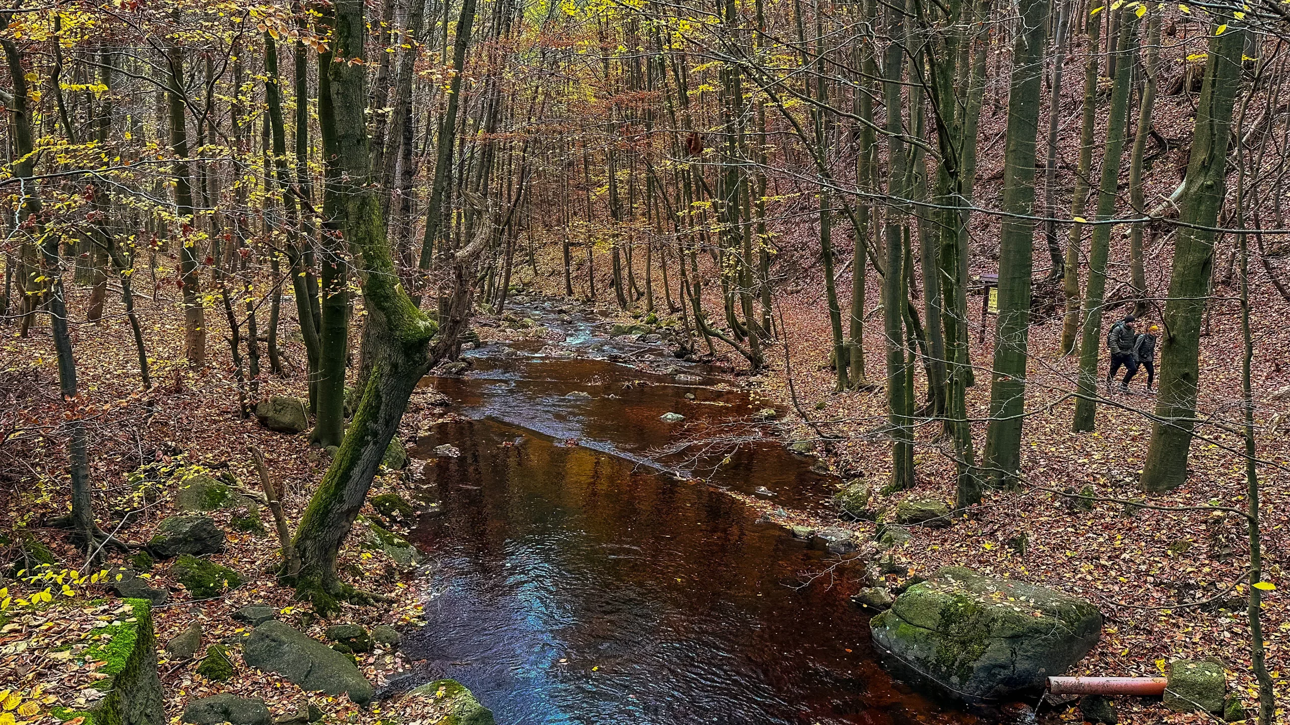 20241116.Das.Ilsetal.im.Herbst.Bild6