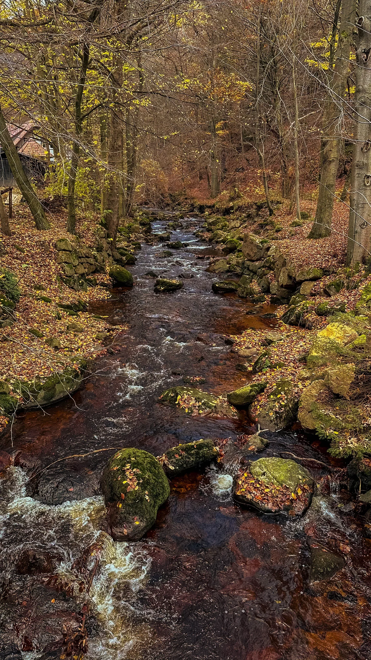 20241116.Das.Ilsetal.im.Herbst.Bild7