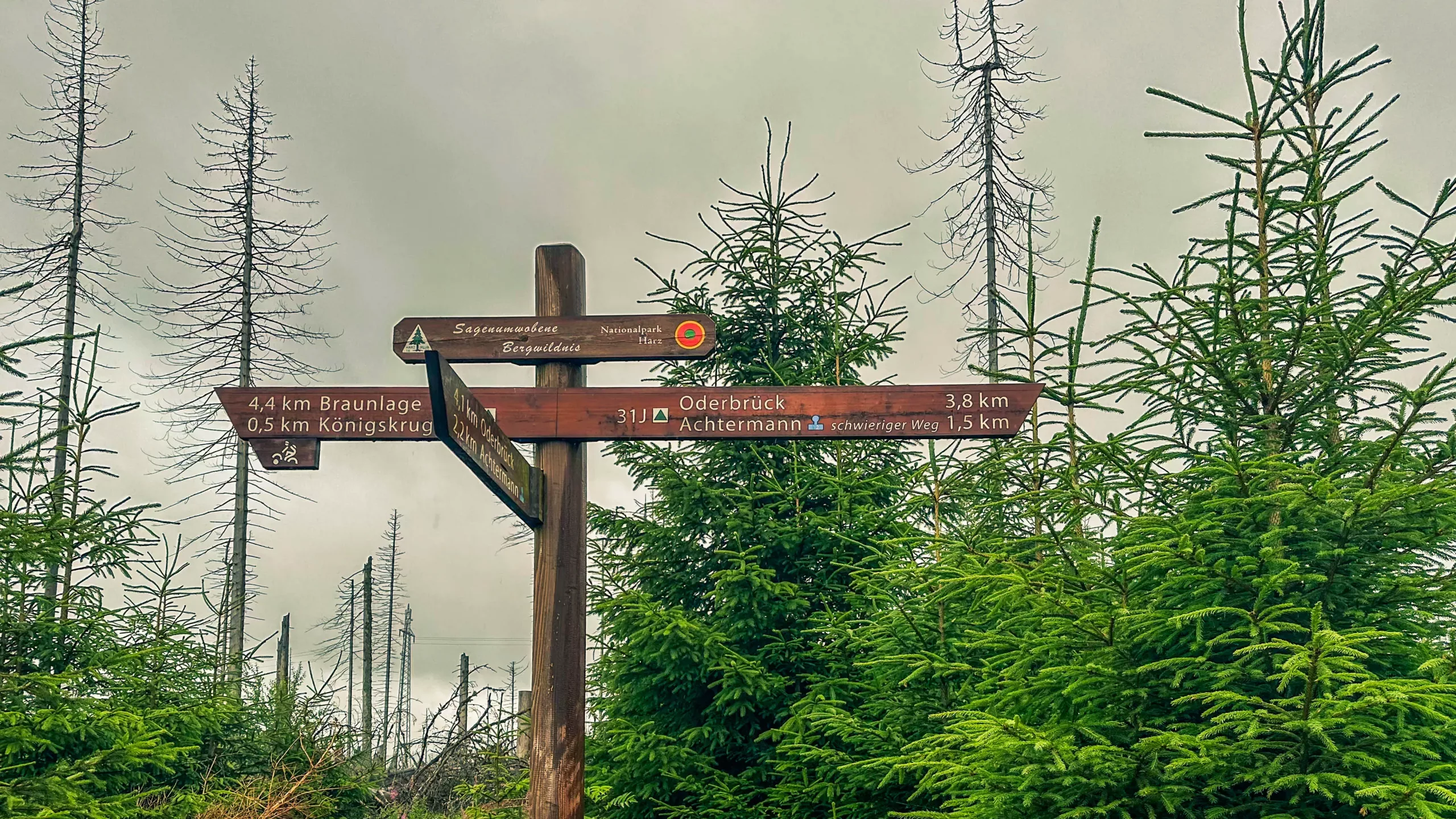 20250712.Harz.Braunlage.und.Umgebung.Bild.06
