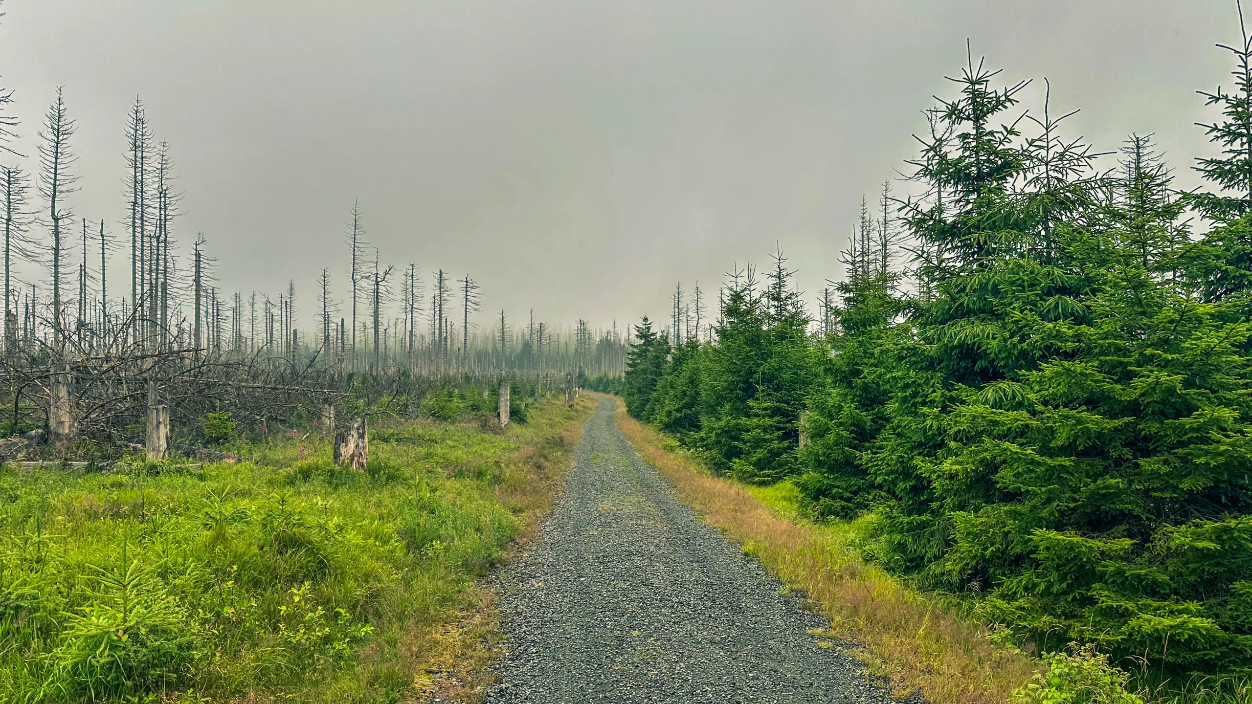 20250712.Harz.Braunlage.und.Umgebung.Bild.07