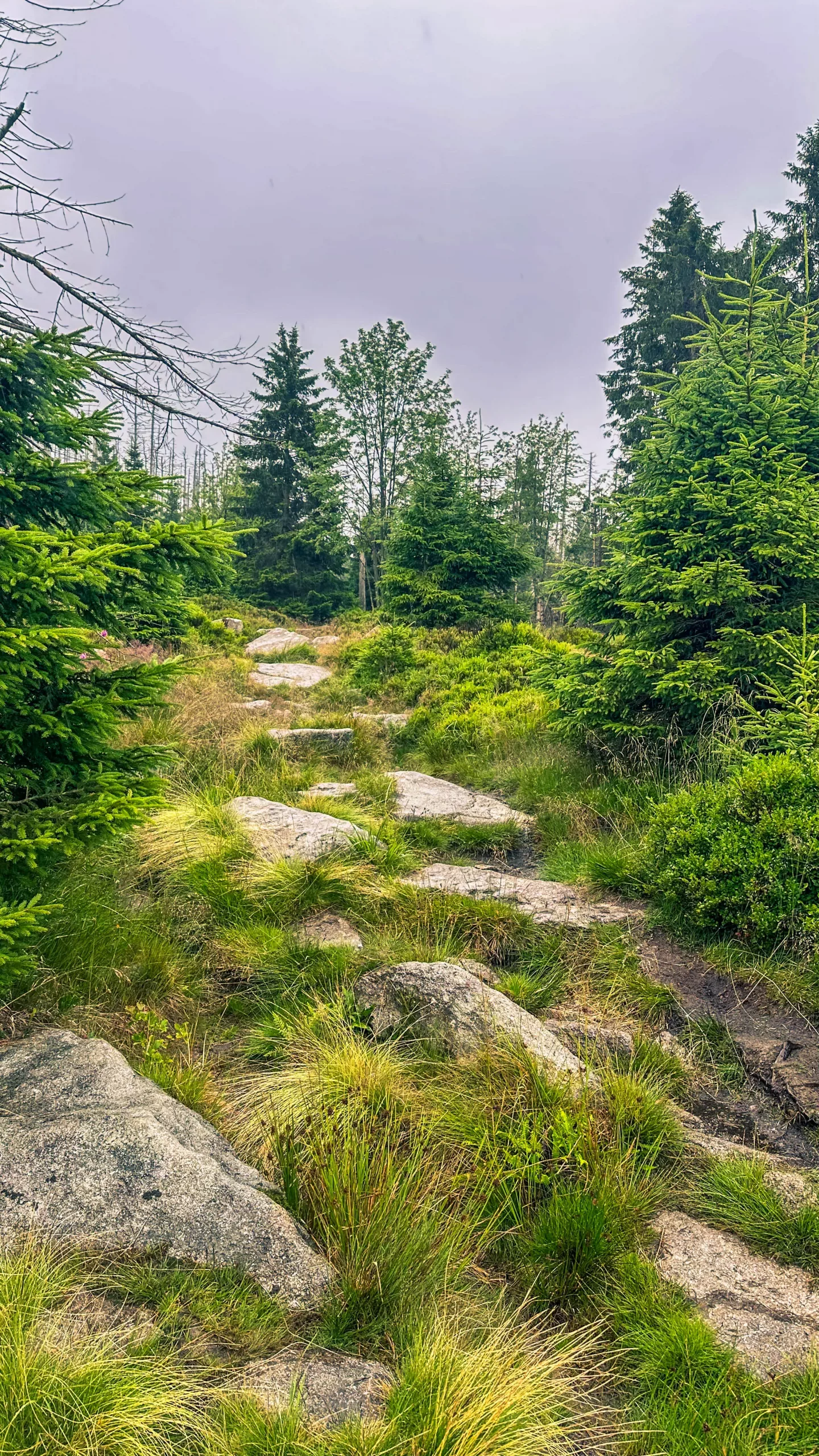 20250712.Harz.Braunlage.und.Umgebung.Bild.09