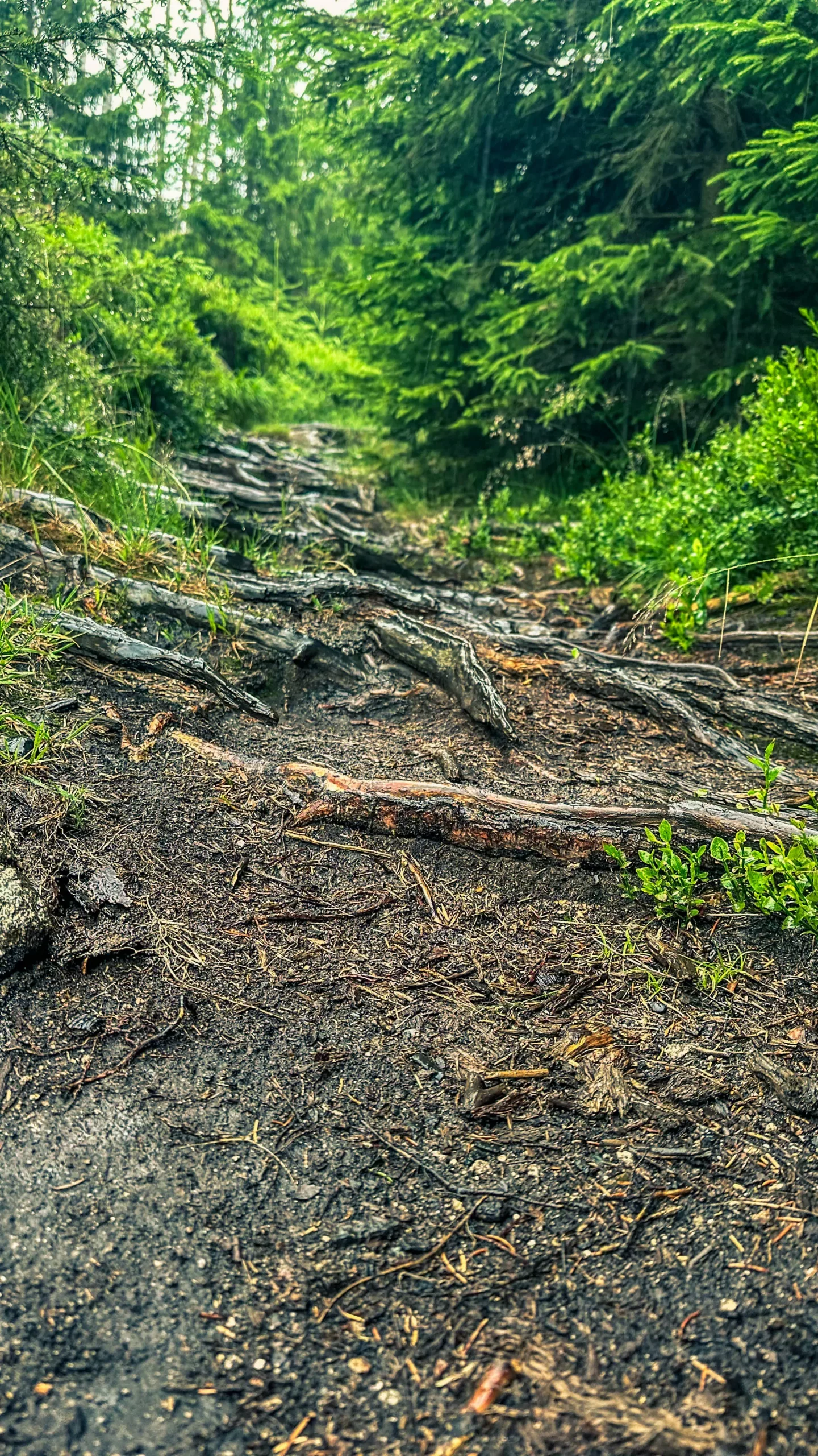 20250712.Harz.Braunlage.und.Umgebung.Bild.10