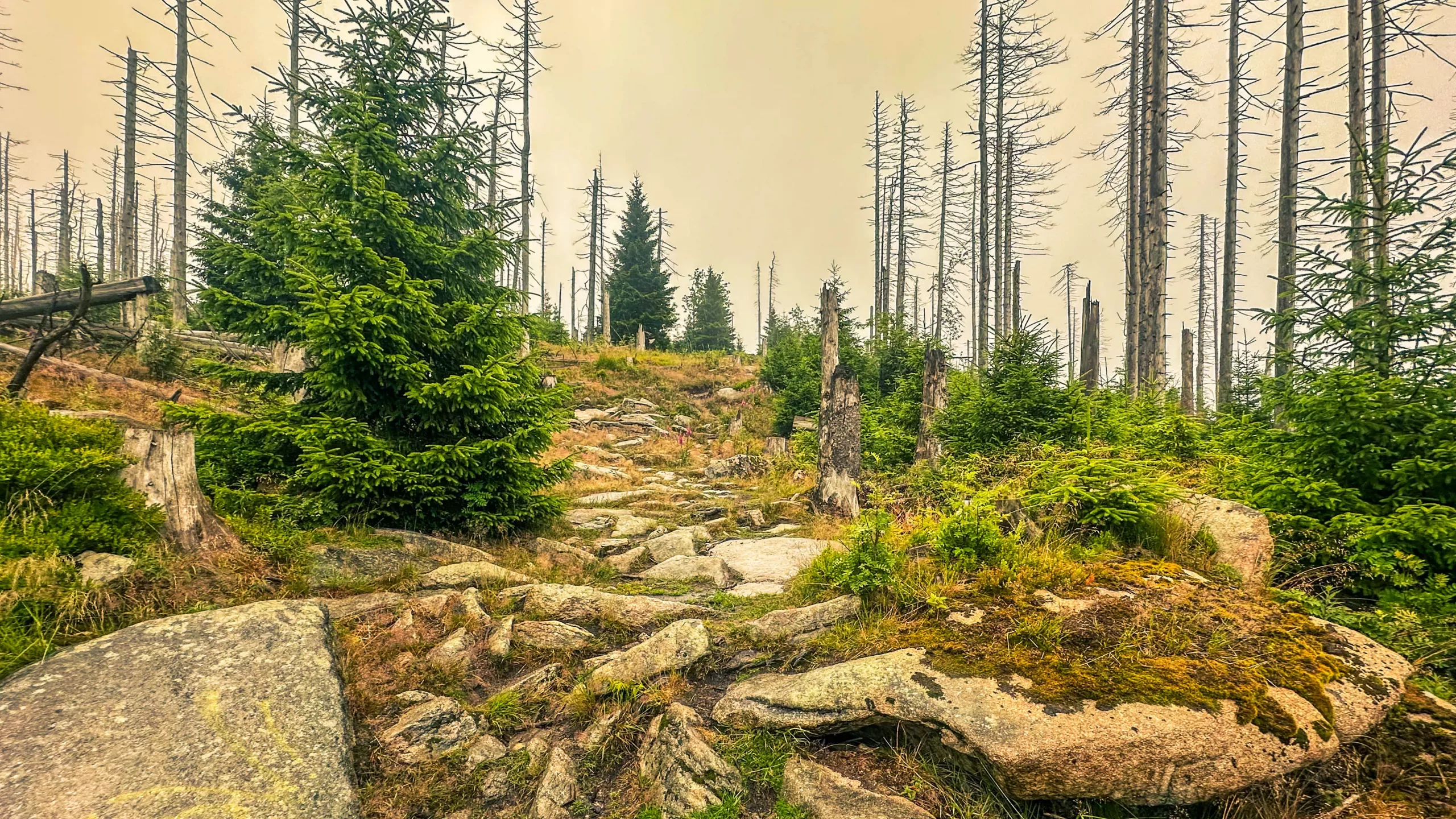20250712.Harz.Braunlage.und.Umgebung.Bild.11