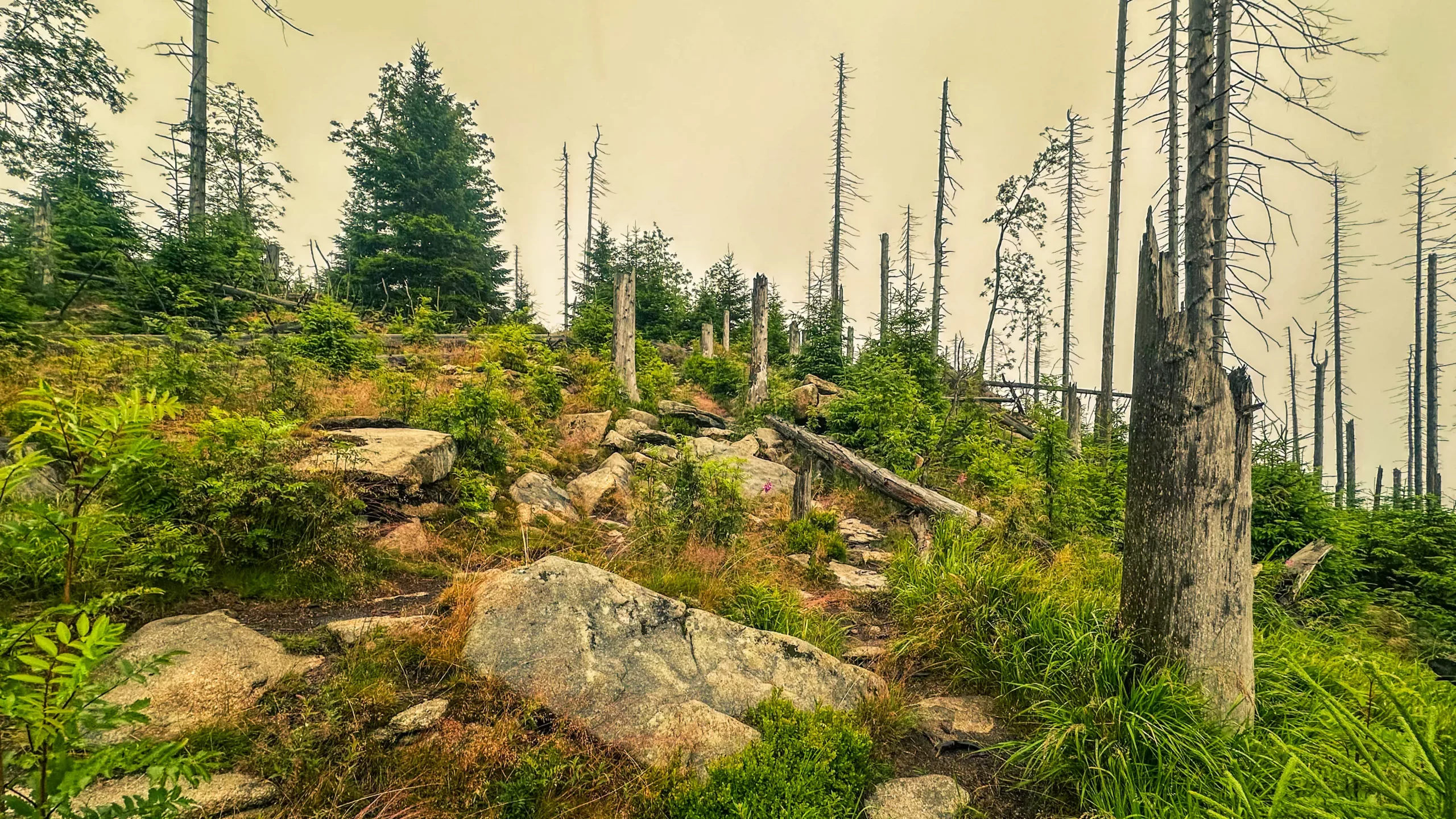 20250712.Harz.Braunlage.und.Umgebung.Bild.12