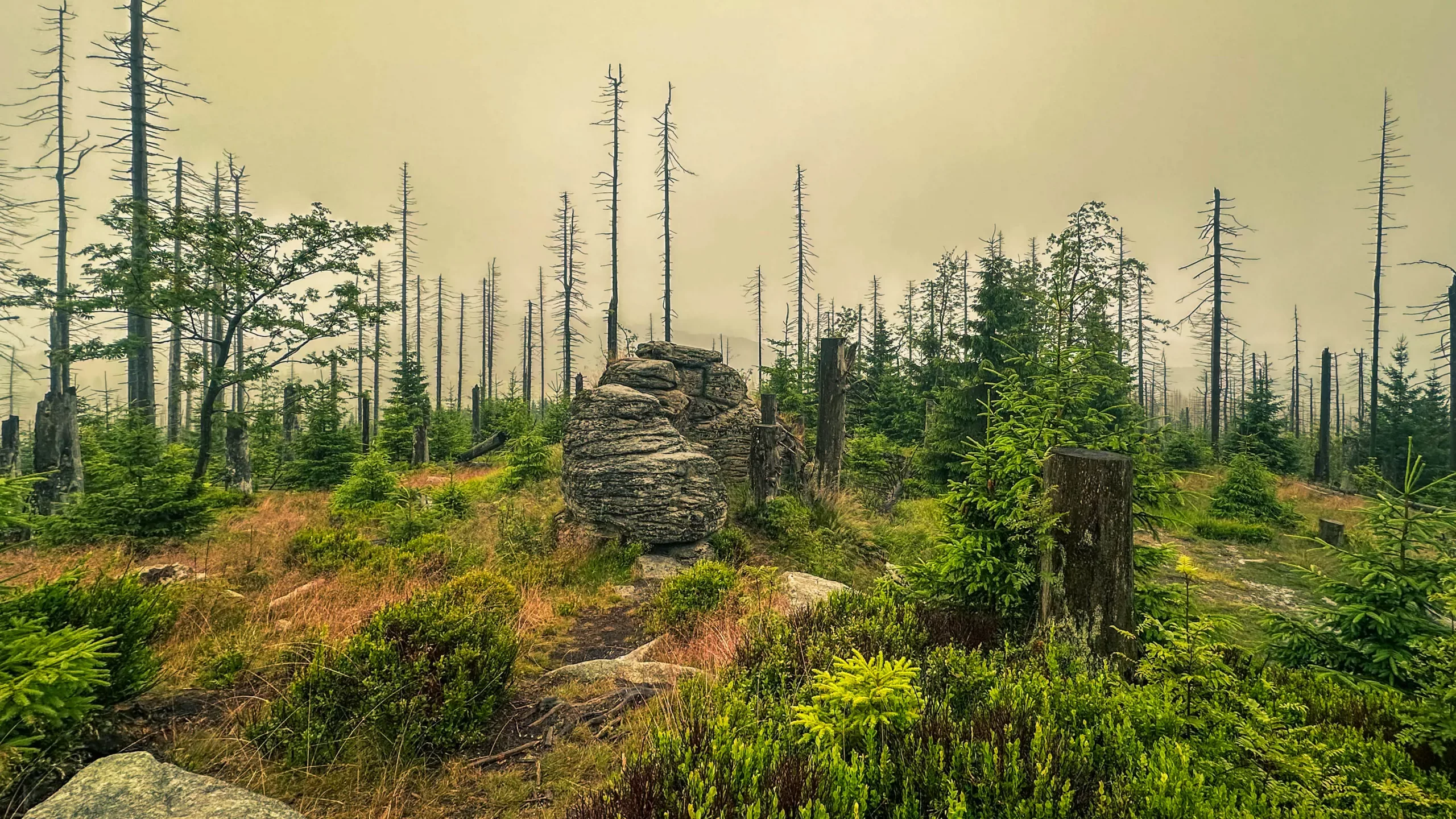 20250712.Harz.Braunlage.und.Umgebung.Bild.14