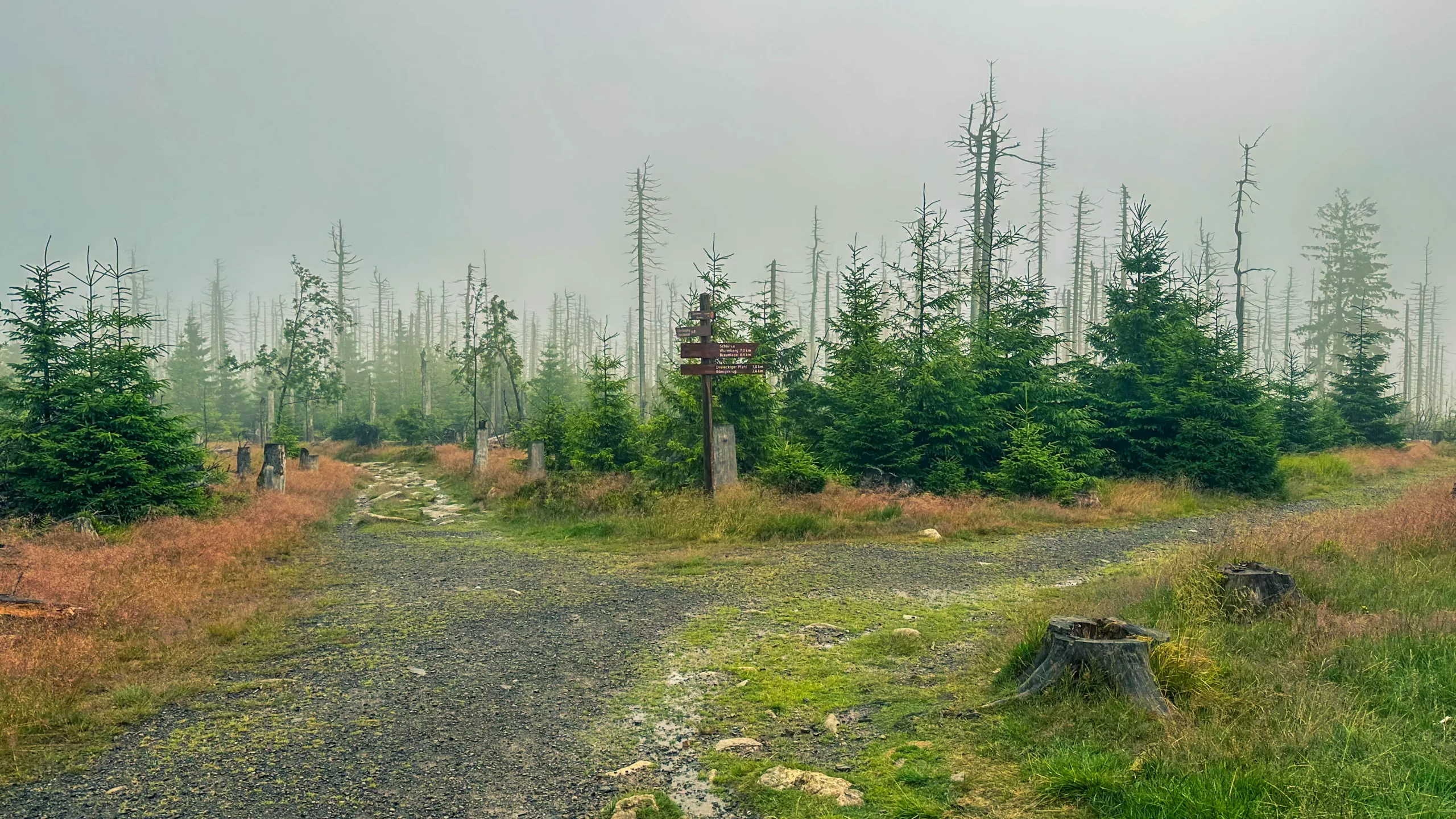 20250712.Harz.Braunlage.und.Umgebung.Bild.18