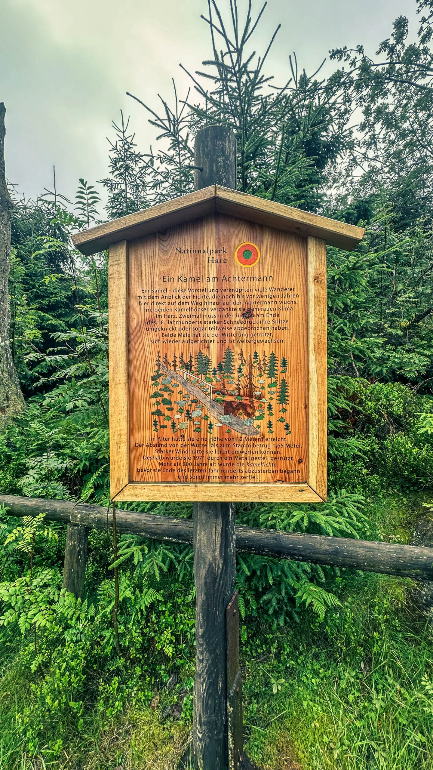 20250712.Harz.Braunlage.und.Umgebung.Bild.19