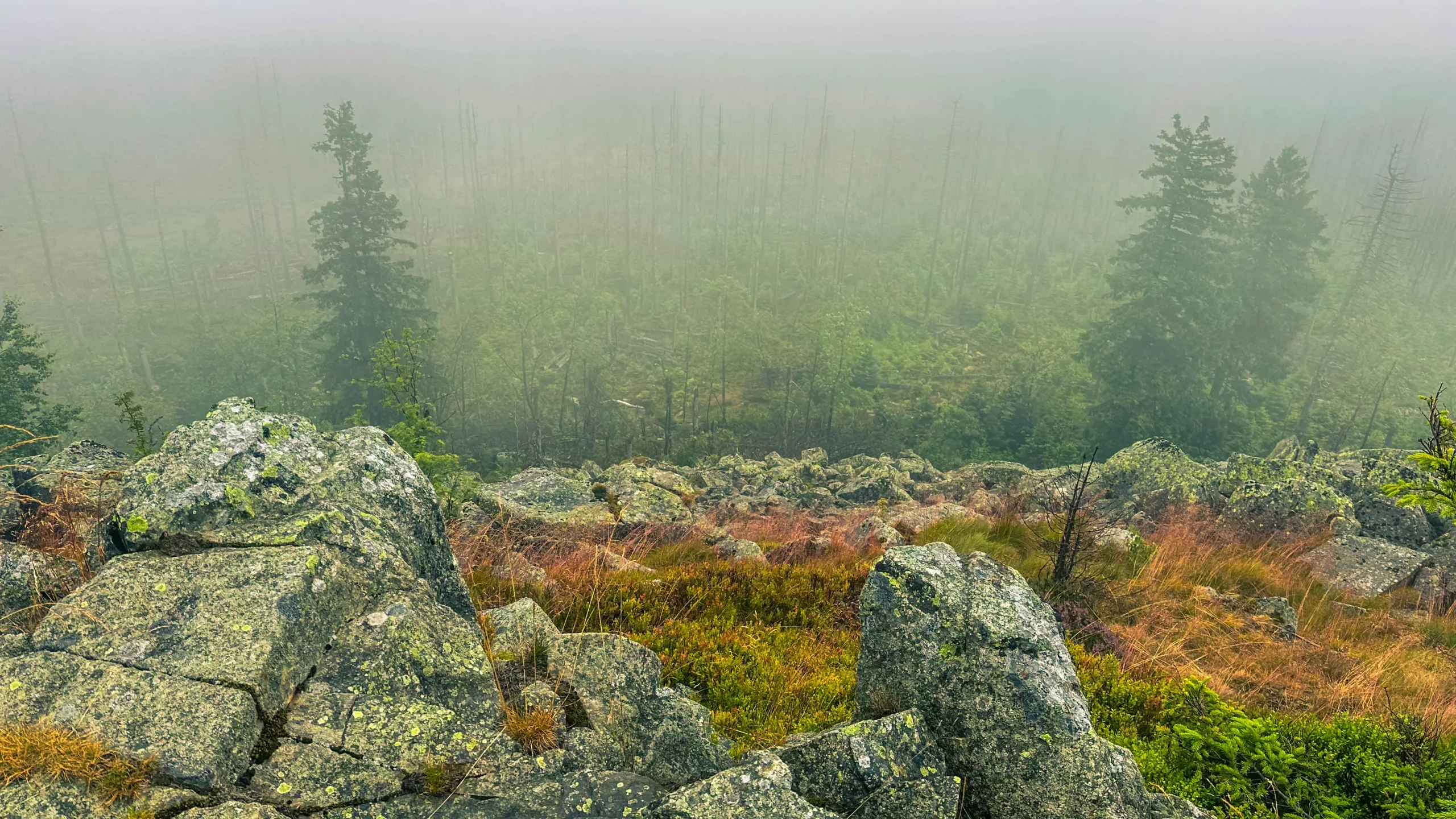 20250712.Harz.Braunlage.und.Umgebung.Bild.23