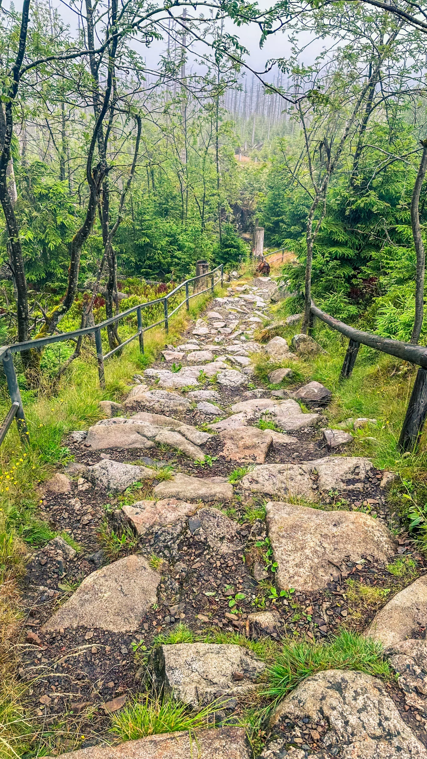 20250712.Harz.Braunlage.und.Umgebung.Bild.26