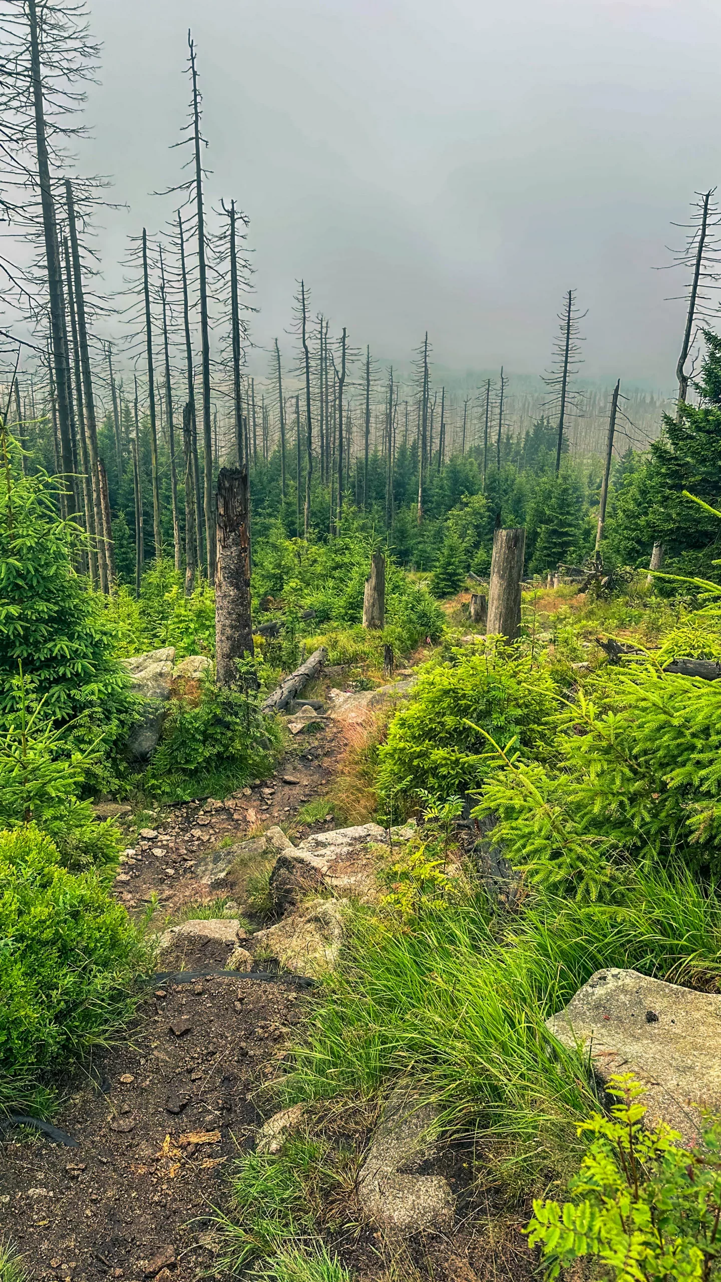 20250712.Harz.Braunlage.und.Umgebung.Bild.29