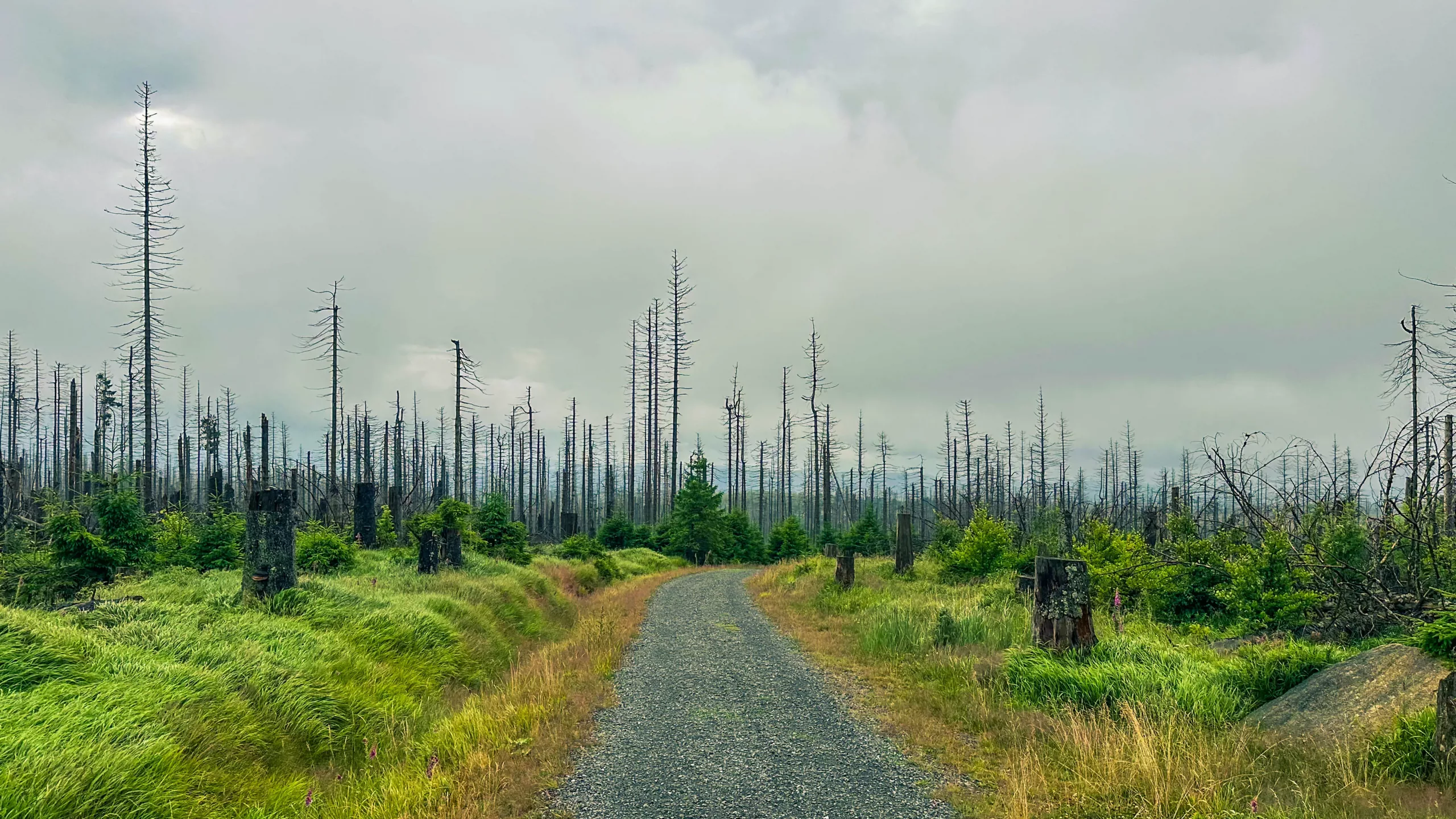 20250712.Harz.Braunlage.und.Umgebung.Bild.30
