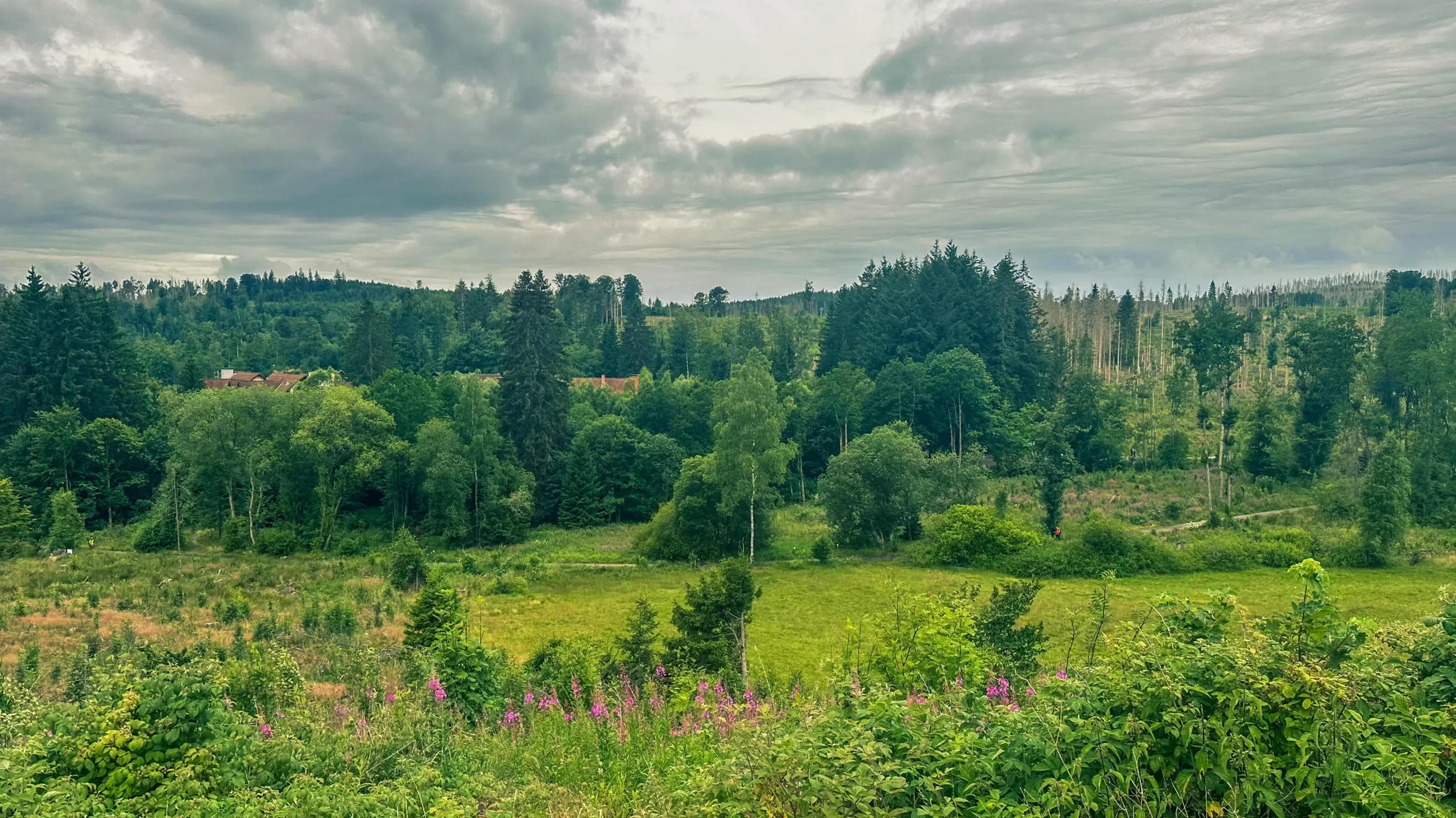 20250712.Harz.Braunlage.und.Umgebung.Bild.37