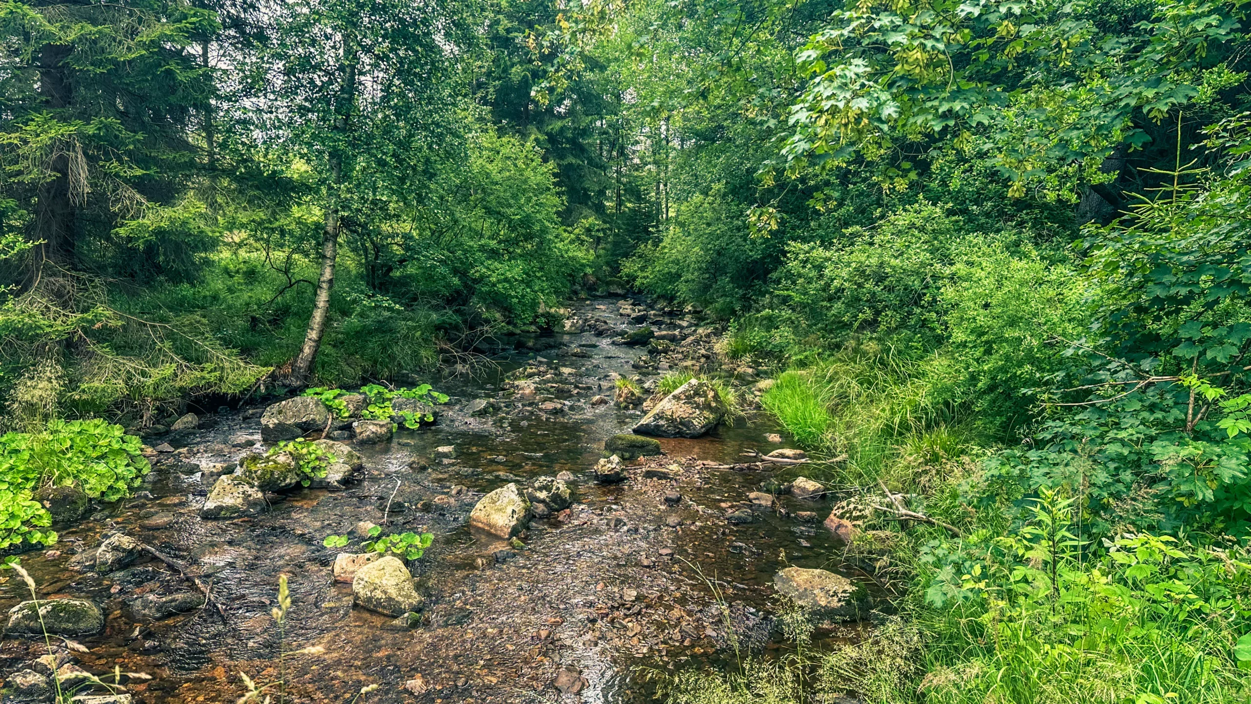 20250712.Harz.Braunlage.und.Umgebung.Bild.38