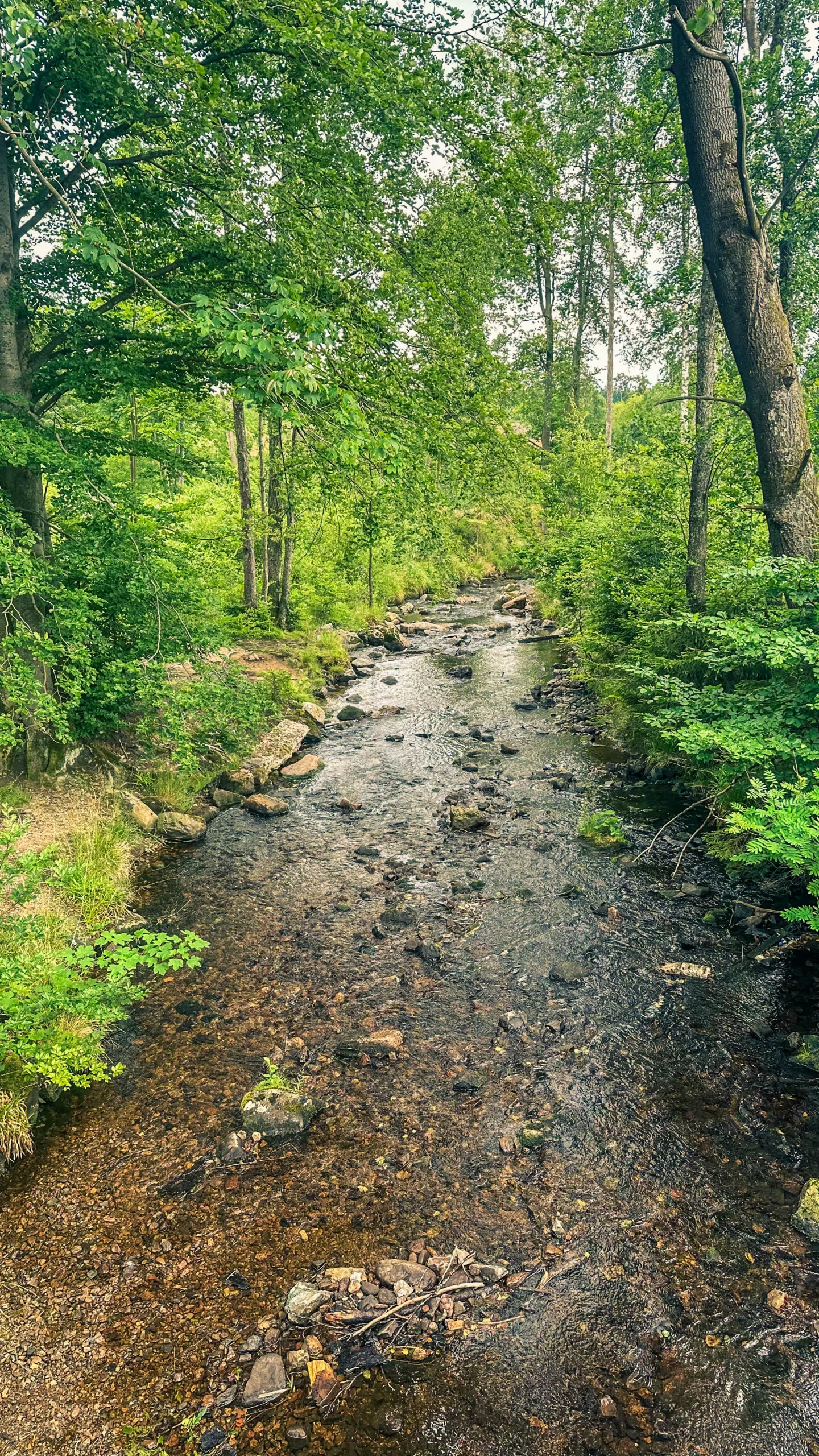 20250712.Harz.Braunlage.und.Umgebung.Bild.39