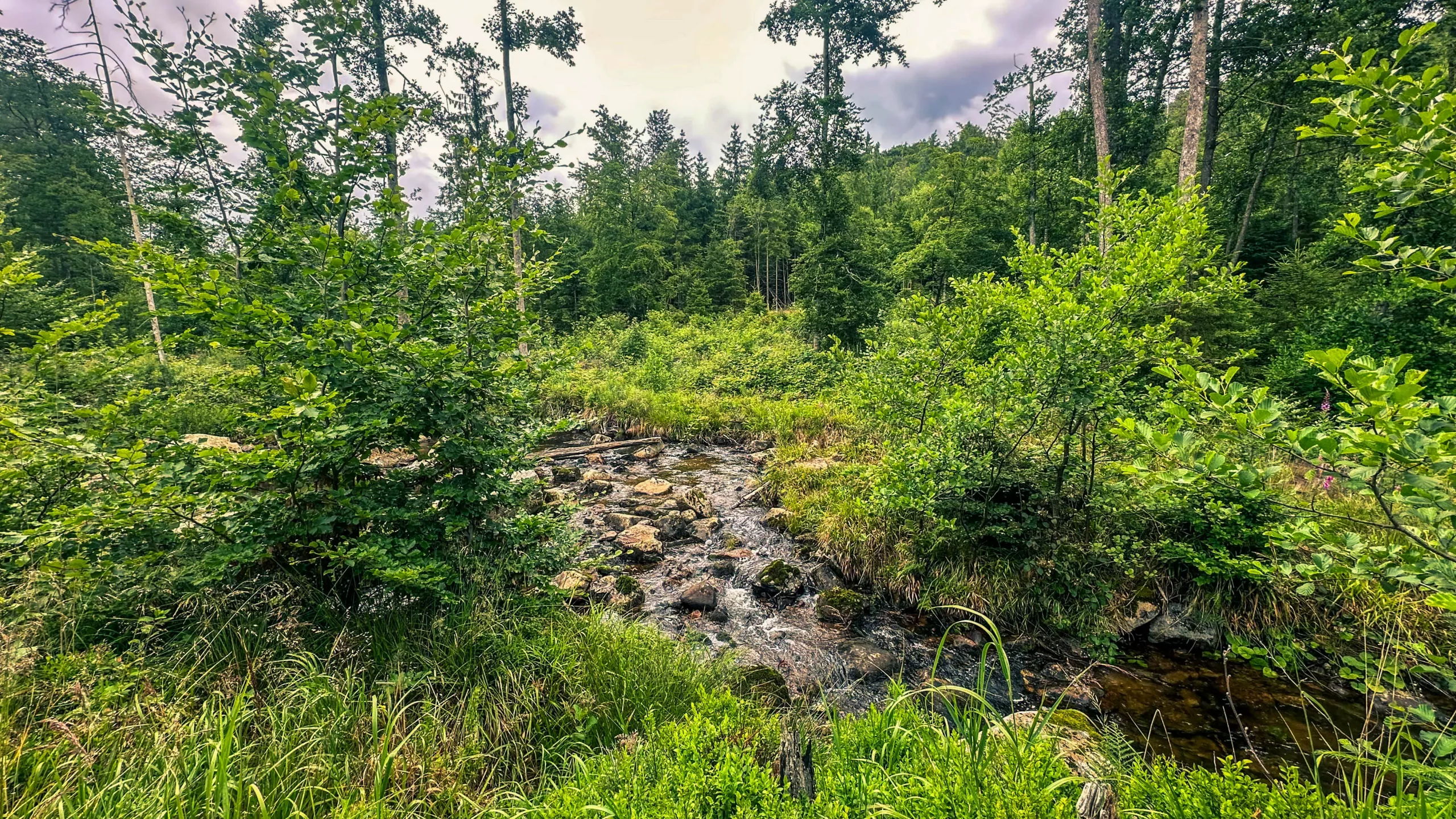 20250712.Harz.Braunlage.und.Umgebung.Bild.41