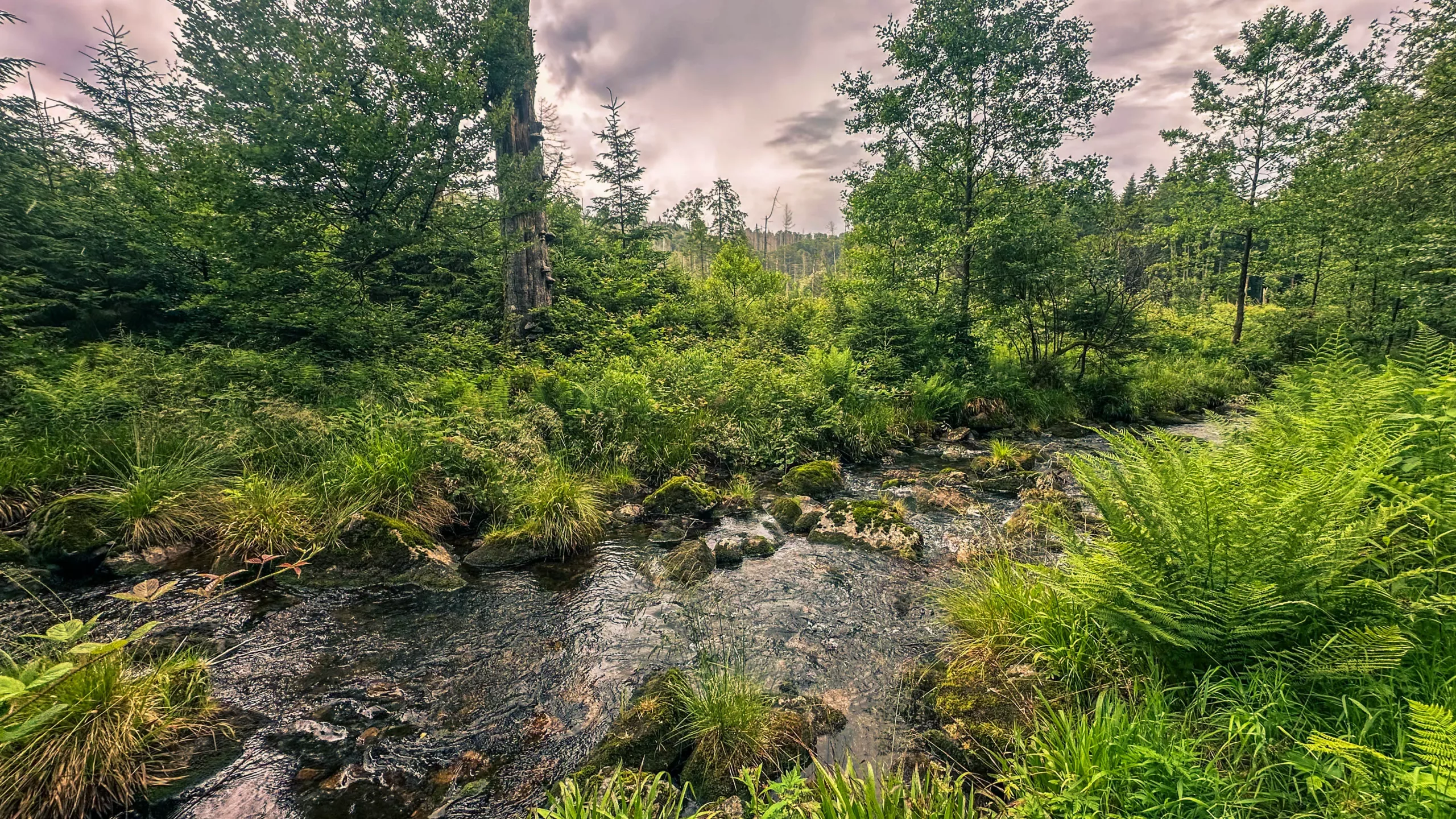 20250712.Harz.Braunlage.und.Umgebung.Bild.45