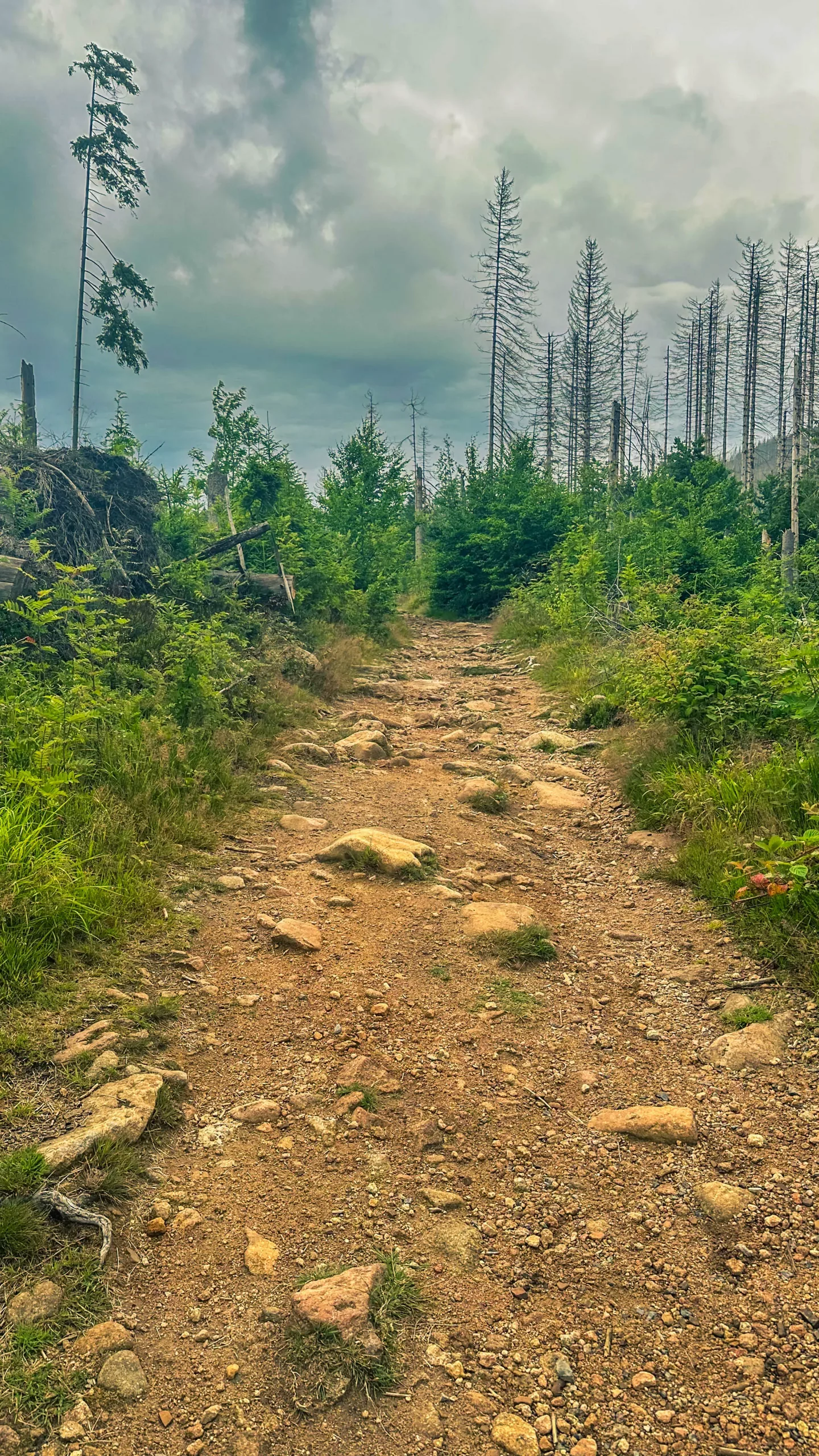 20250712.Harz.Braunlage.und.Umgebung.Bild.48