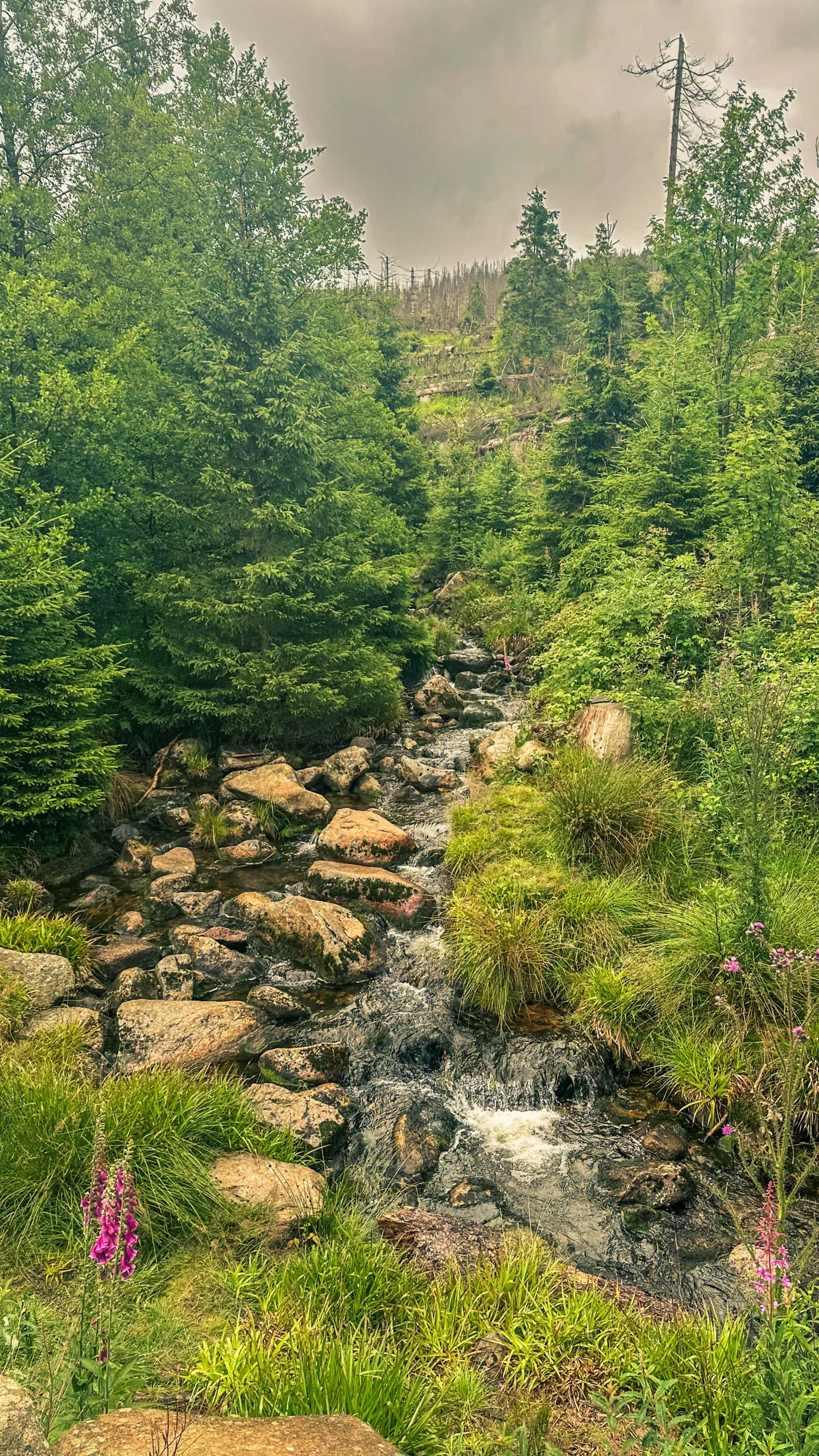 20250712.Harz.Braunlage.und.Umgebung.Bild.52