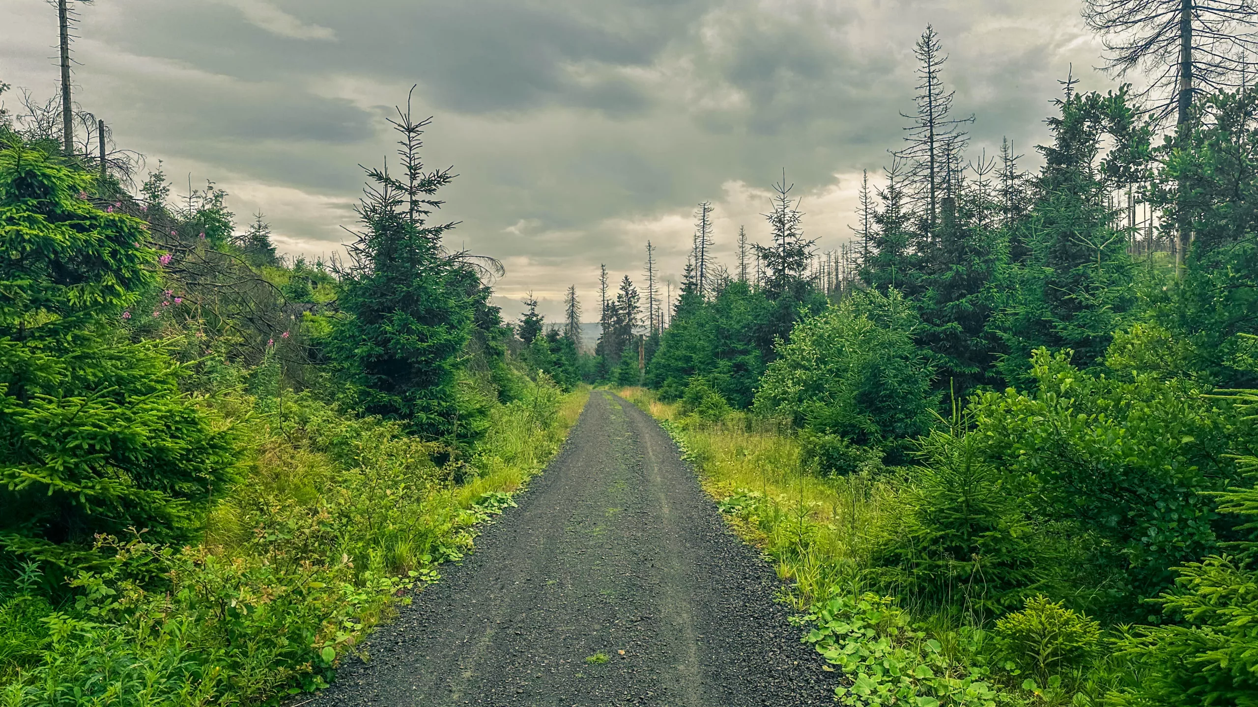 20250712.Harz.Braunlage.und.Umgebung.Bild.55