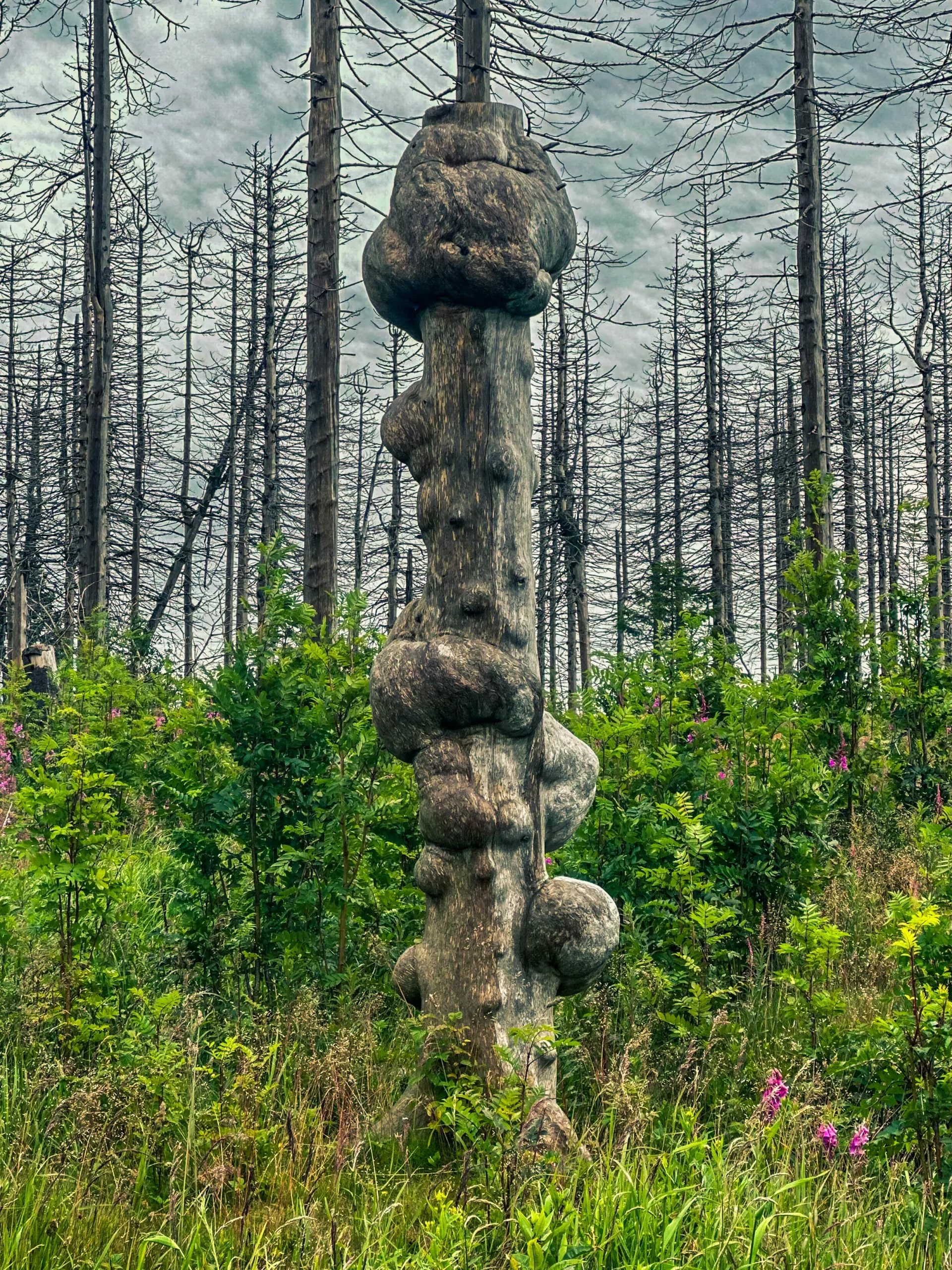 20250712.Harz.Braunlage.und.Umgebung.Bild.62