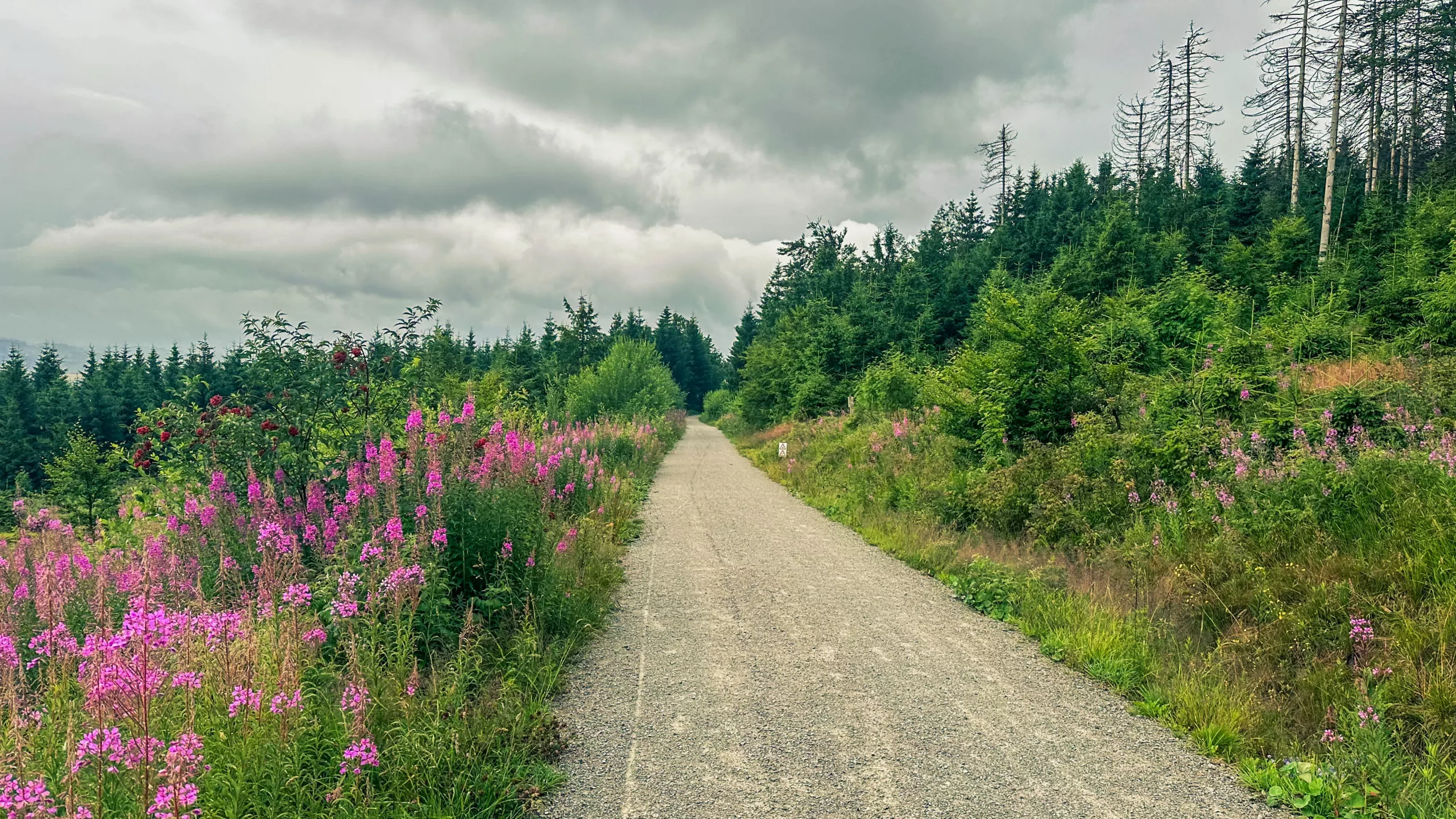 20250712.Harz.Braunlage.und.Umgebung.Bild.79