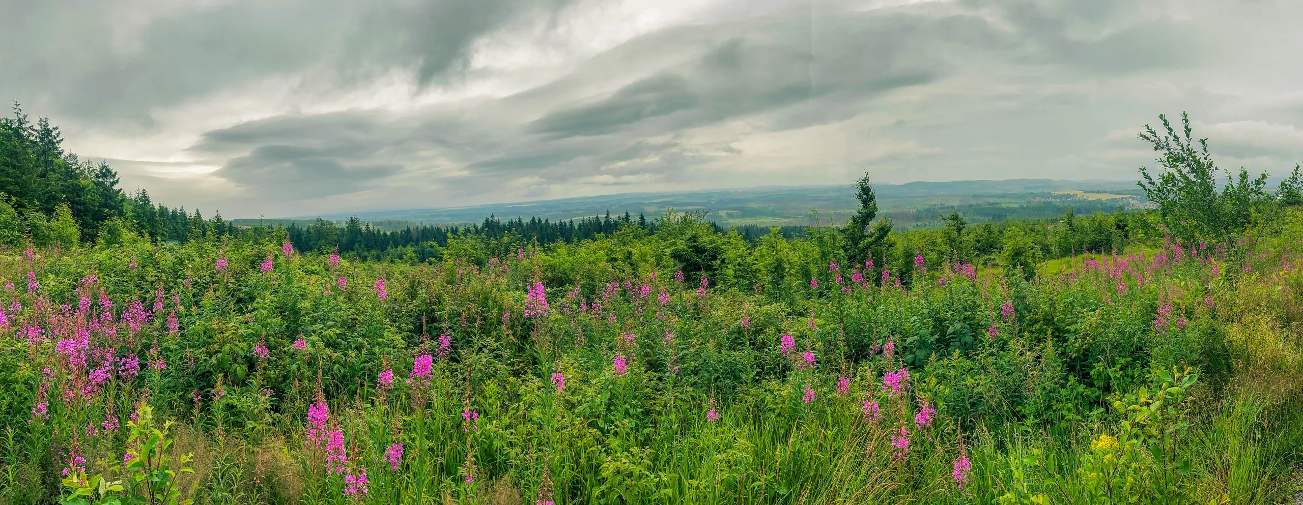 20250712.Harz.Braunlage.und.Umgebung.Bild.81