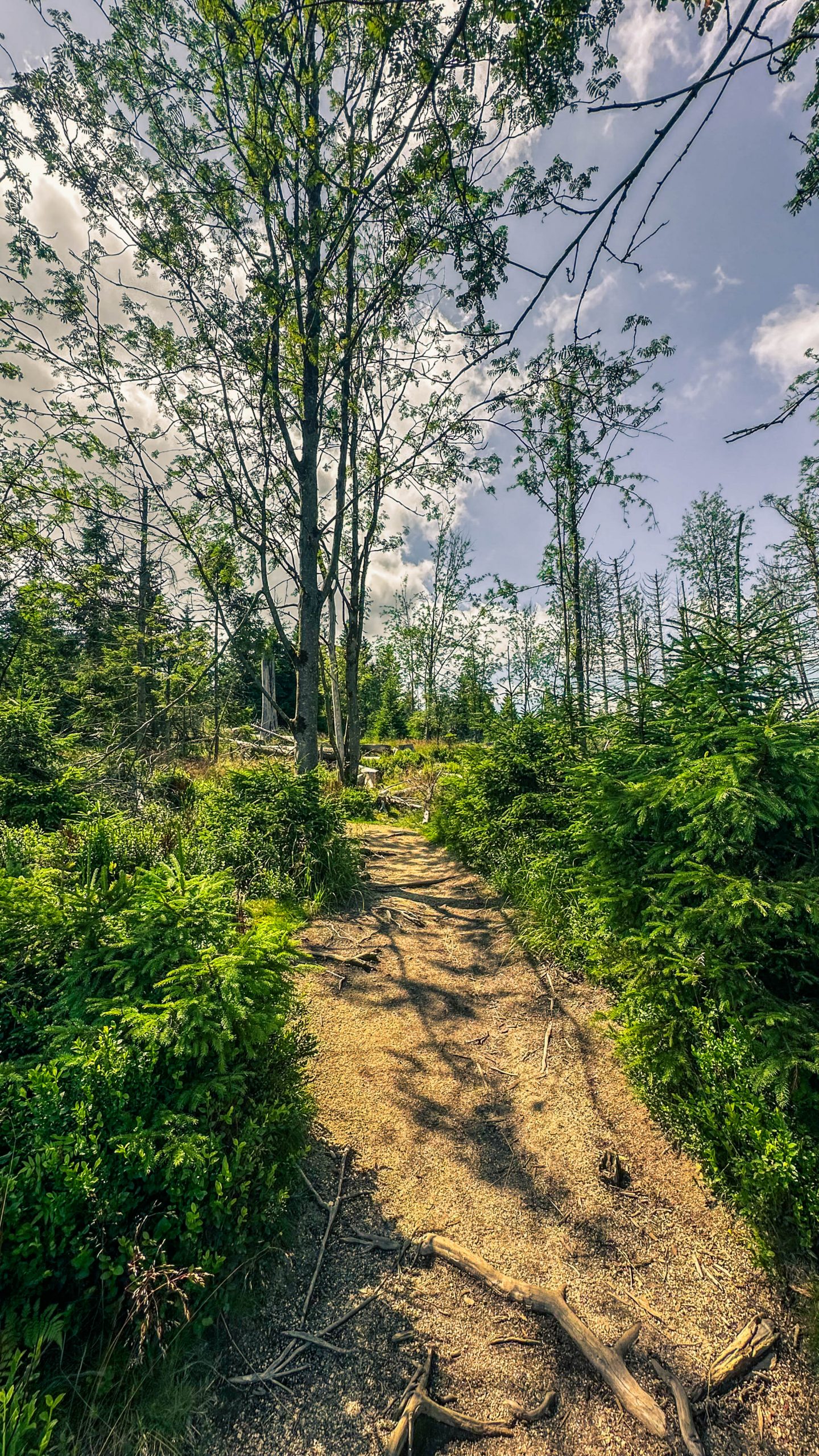 202507126.Harz.Oderteich.und.Umgebung.Bild.22