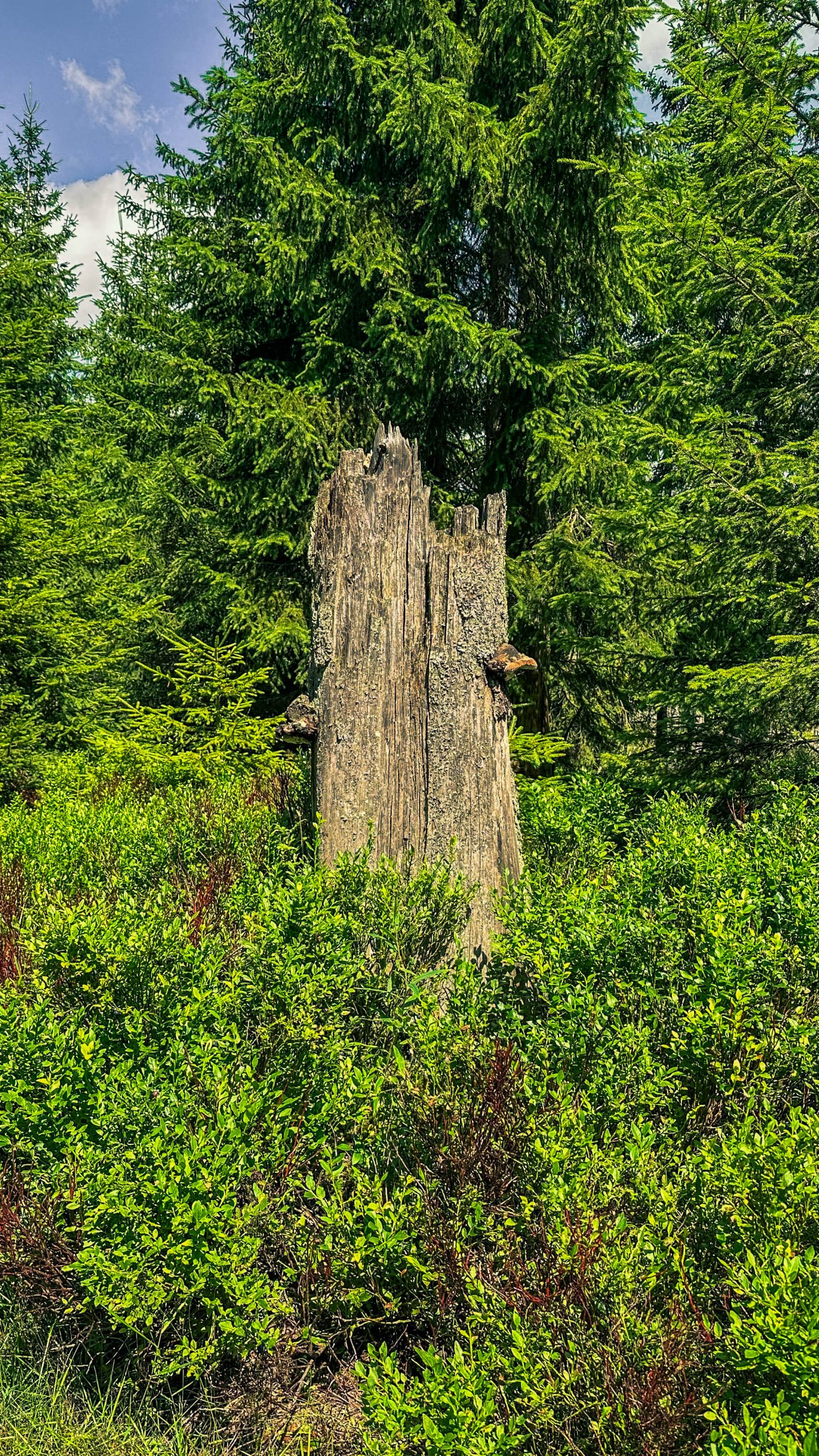 202507126.Harz.Oderteich.und.Umgebung.Bild.28