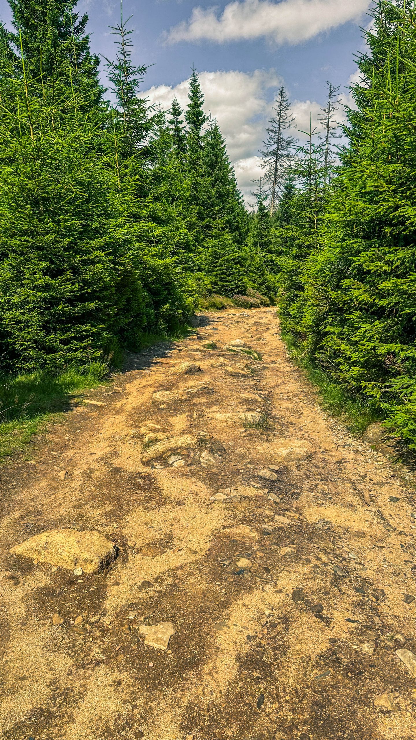 202507126.Harz.Oderteich.und.Umgebung.Bild.32