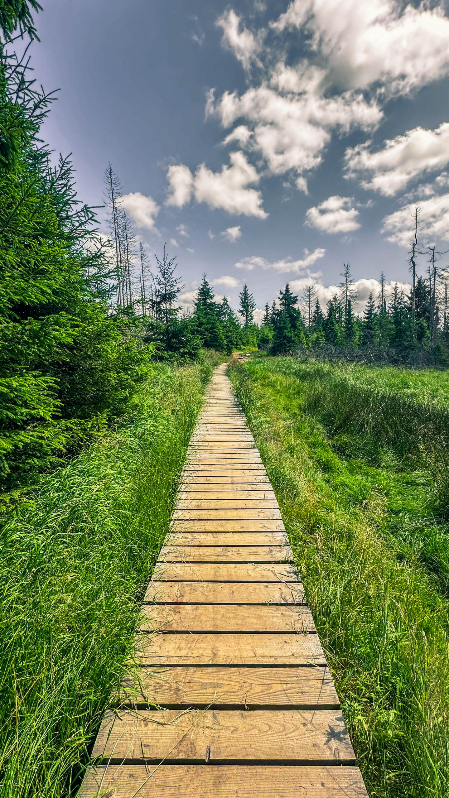 202507126.Harz.Oderteich.und.Umgebung.Bild.41