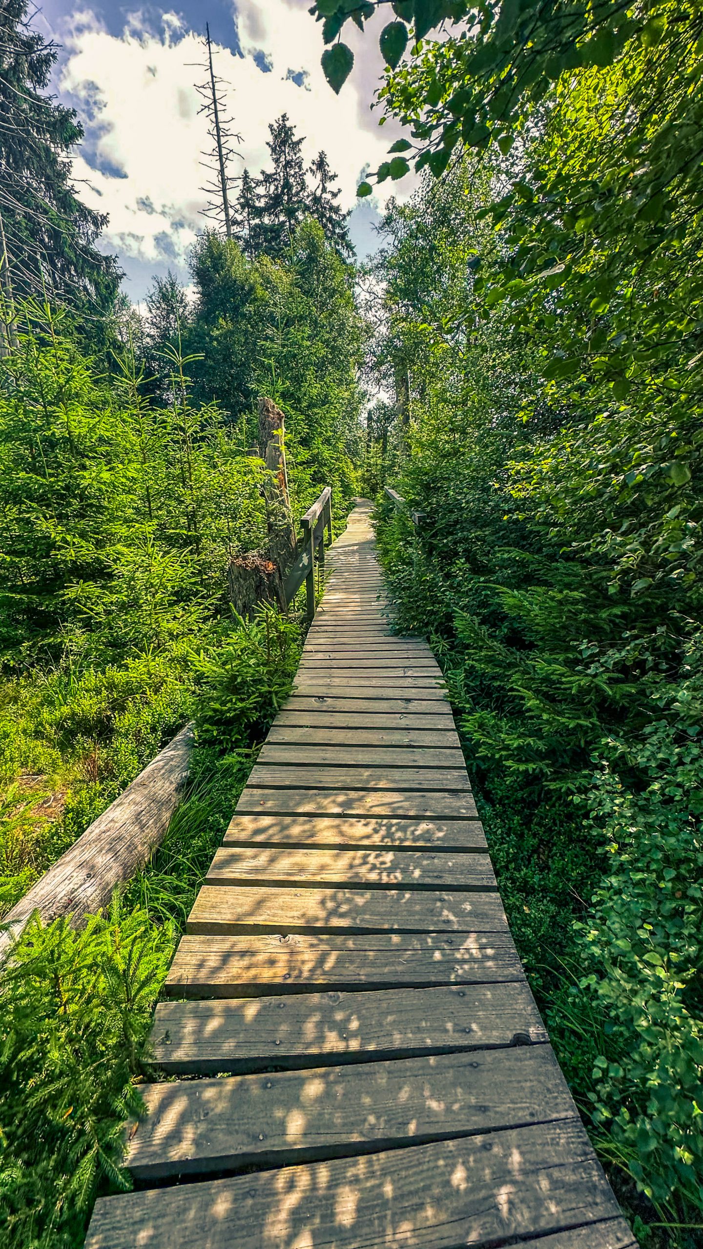 202507126.Harz.Oderteich.und.Umgebung.Bild.42