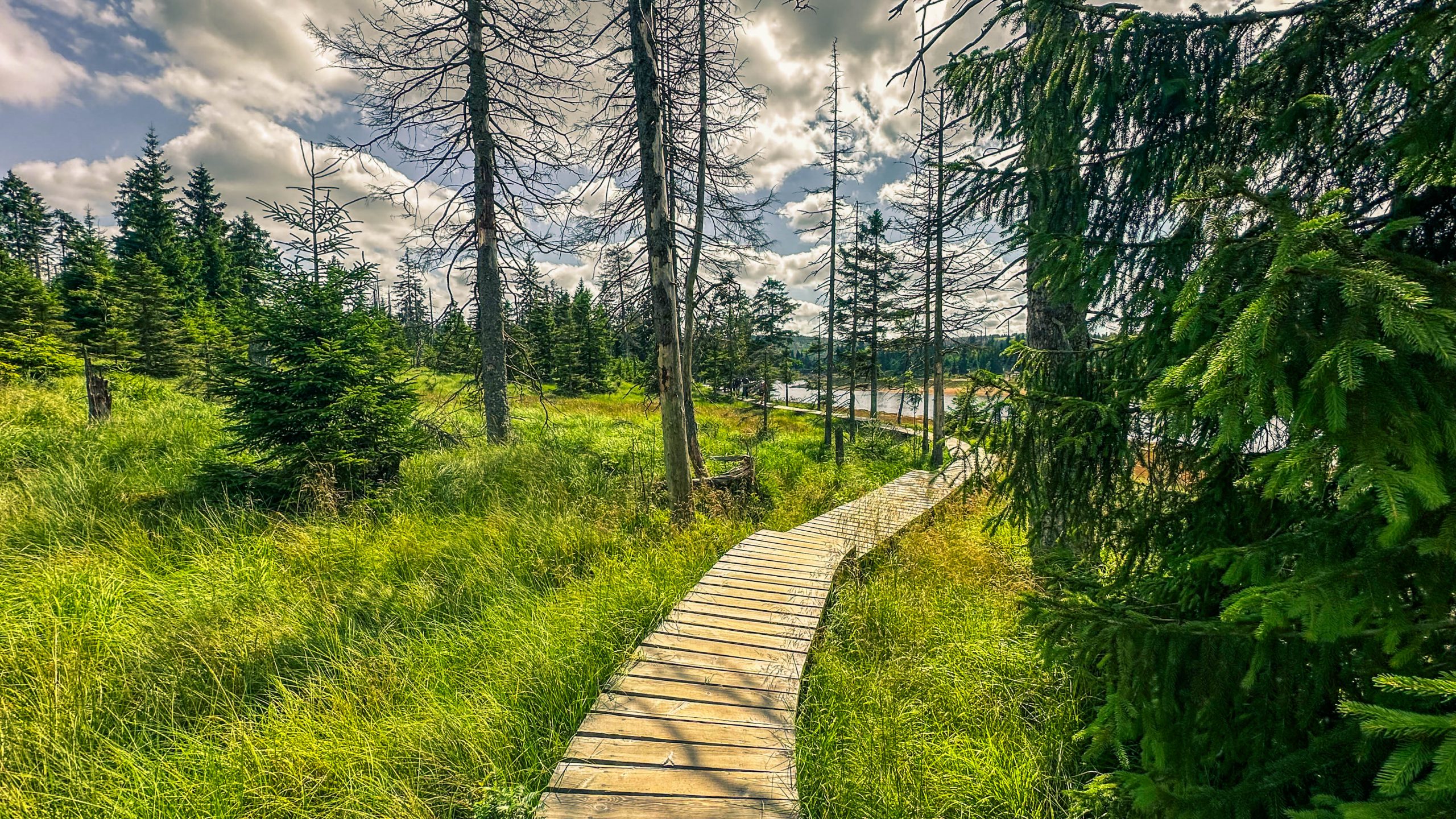 202507126.Harz.Oderteich.und.Umgebung.Bild.44
