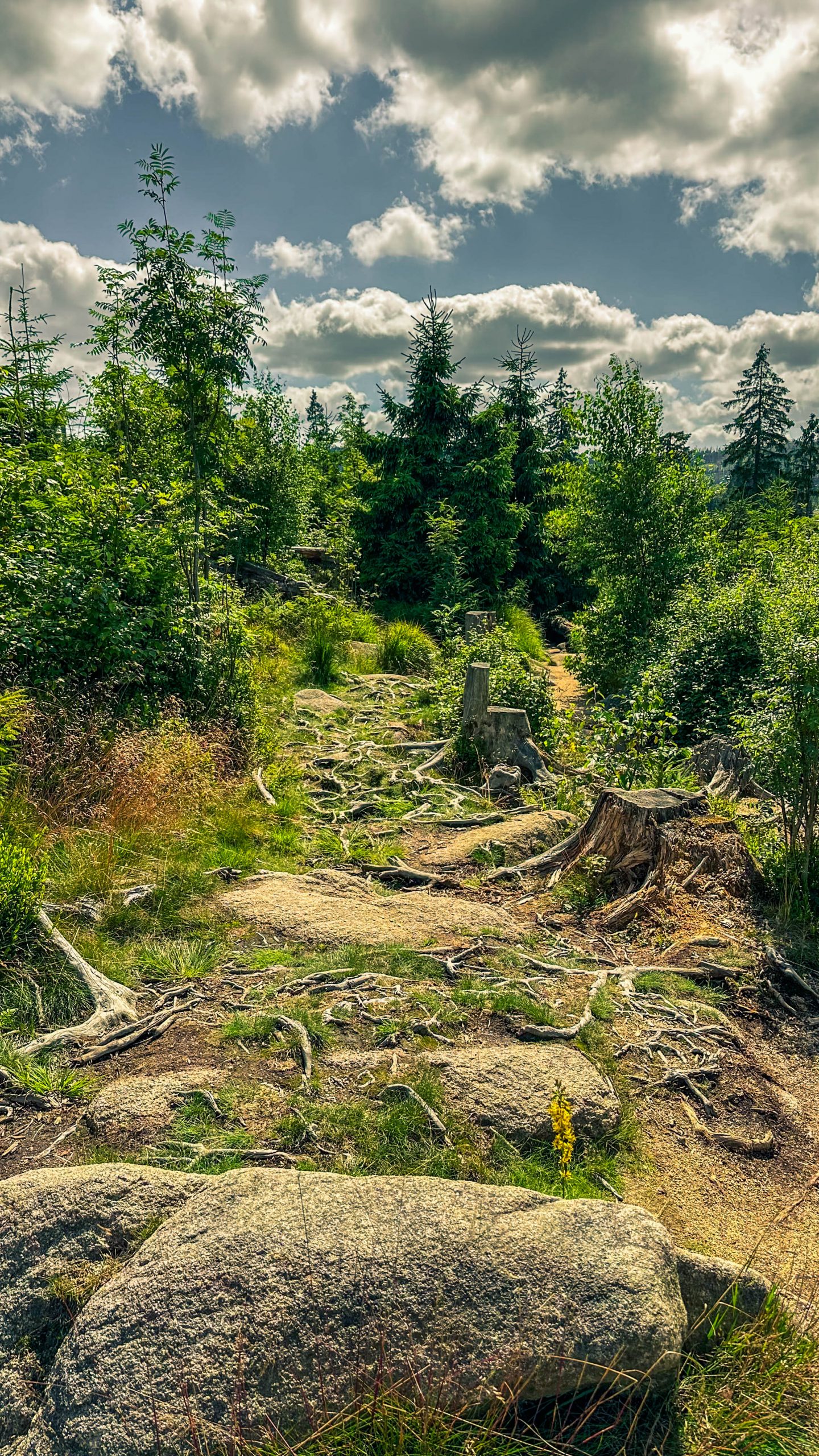202507126.Harz.Oderteich.und.Umgebung.Bild.51