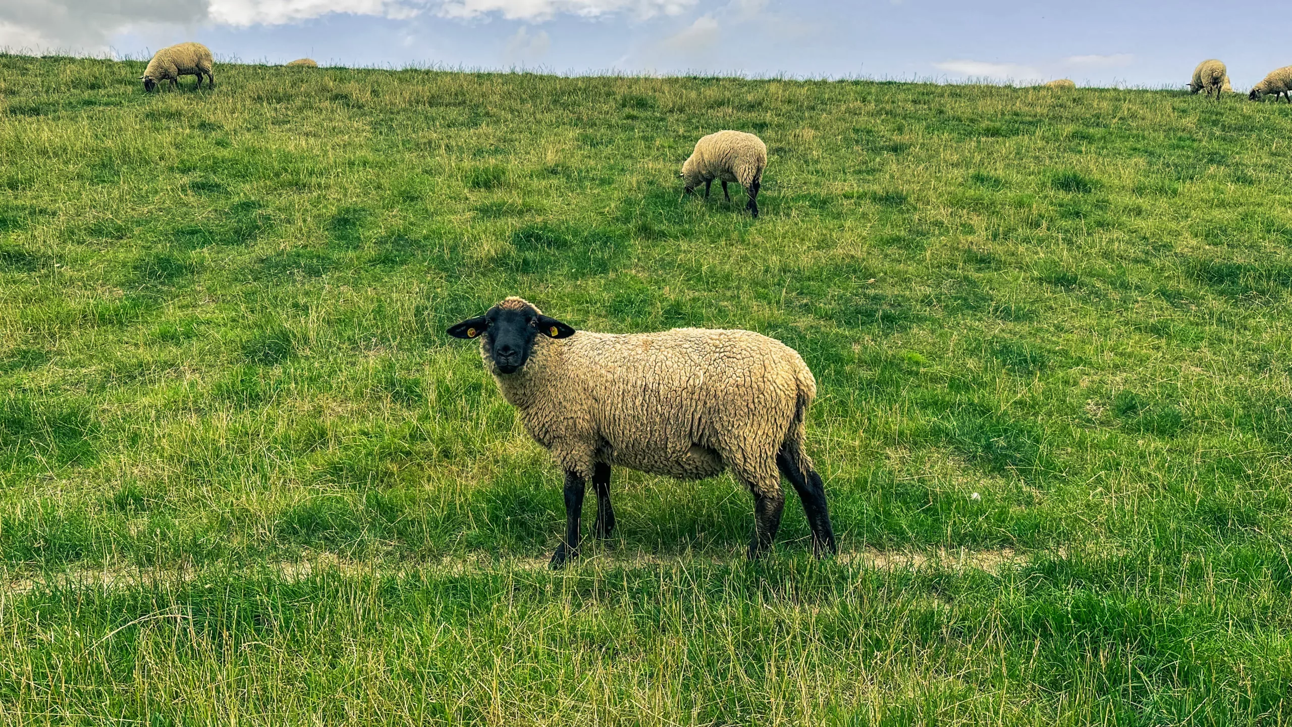 20250714.Zwischen.Windmühle.und.Deich.Bild.41