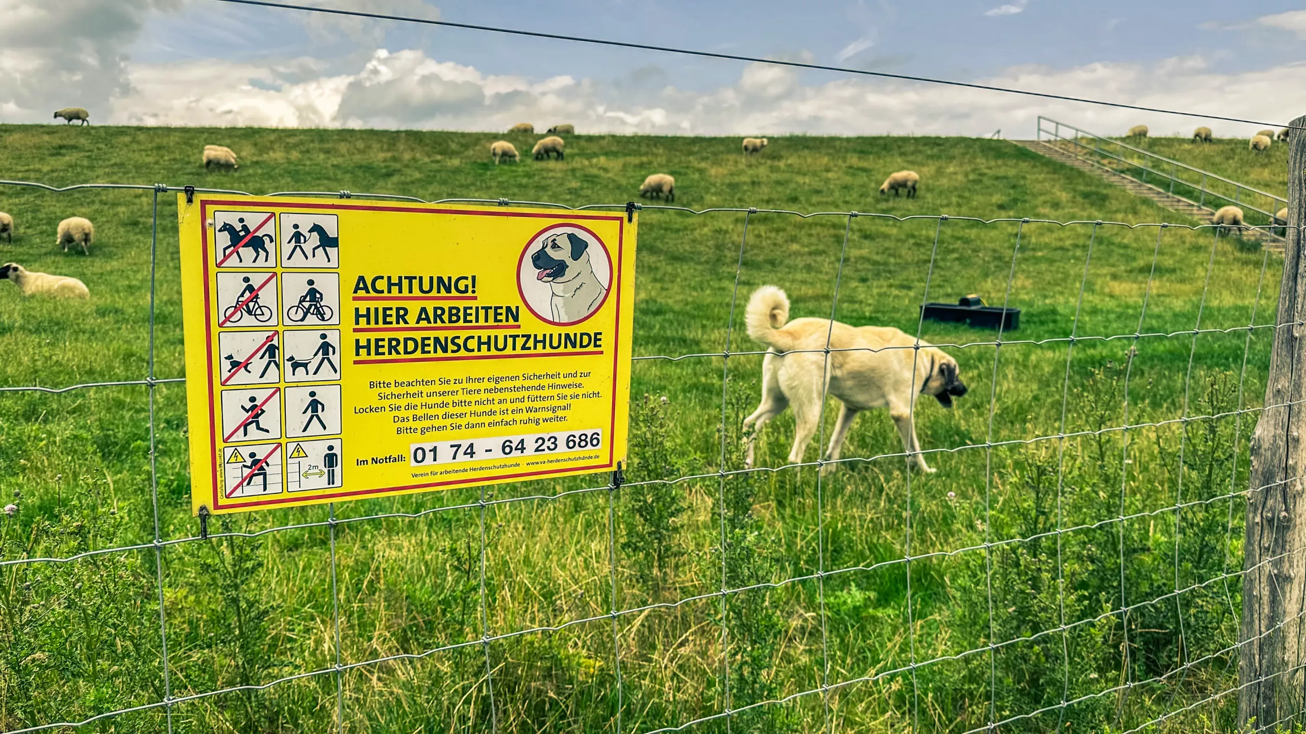 20250714.Zwischen.Windmühle.und.Deich.Bild.42