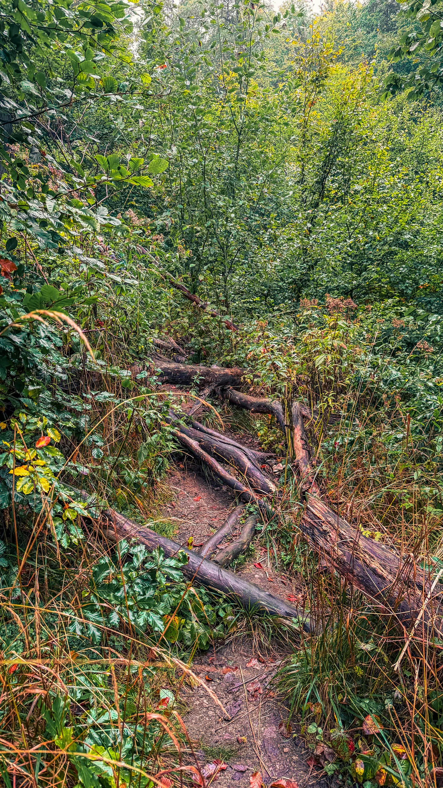 20251004.Harz.Bad.Sachsa.und.Umgebung.Bild35