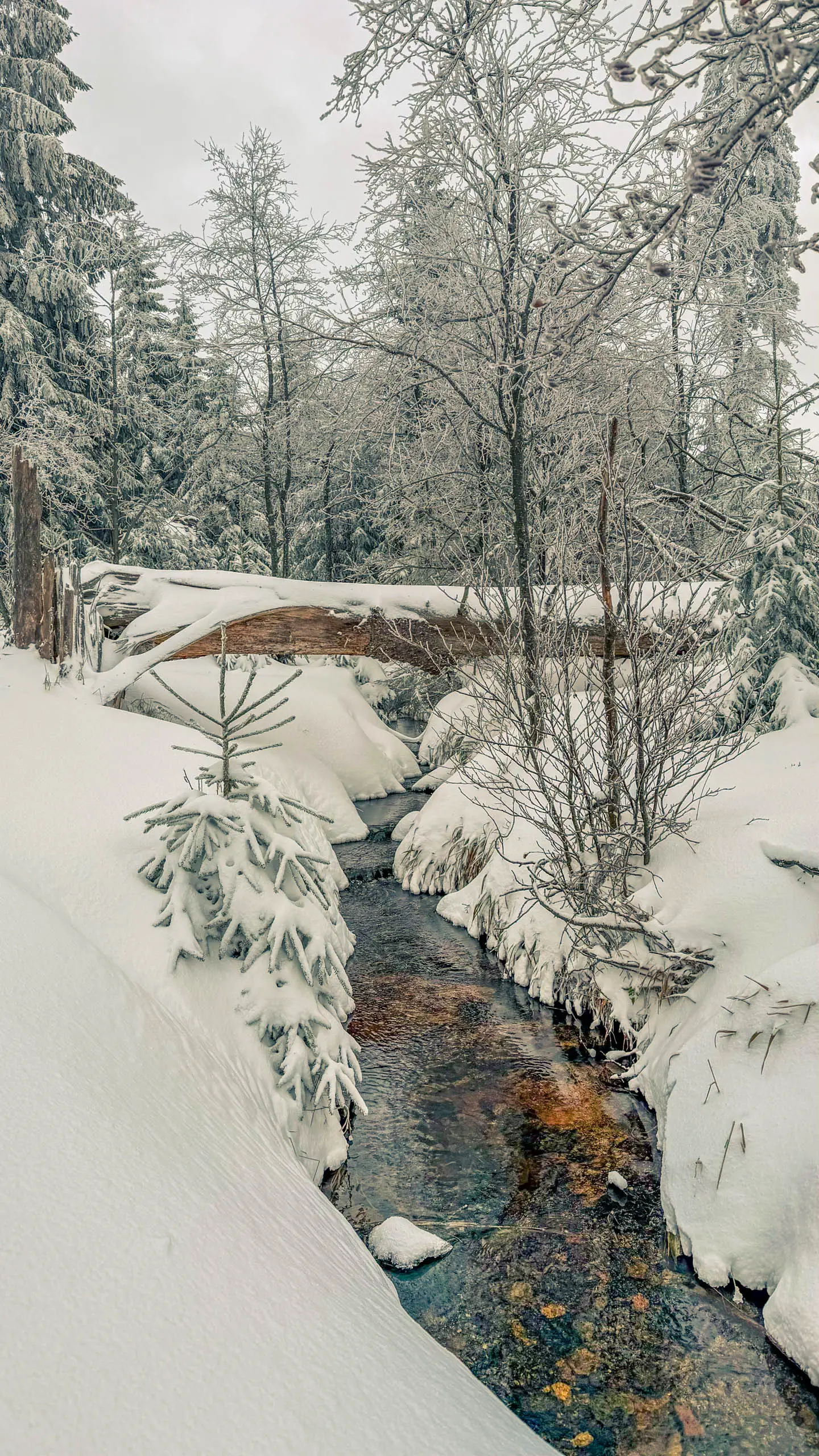 20260103.Harz.Von.Oderbrück.auf.den.Brocken.Bild.18