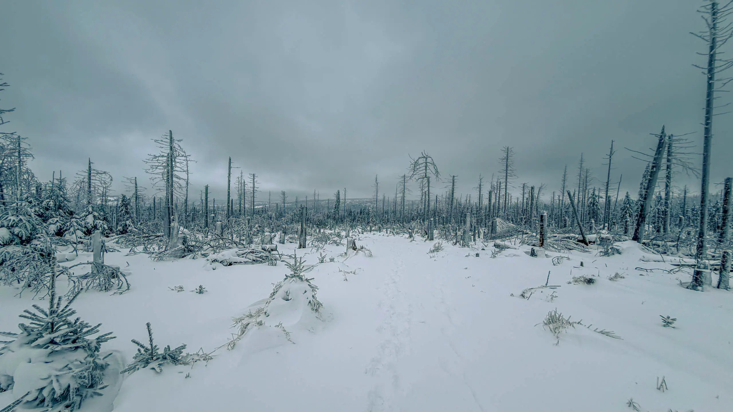 20260103.Harz.Von.Oderbrück.auf.den.Brocken.Bild.19