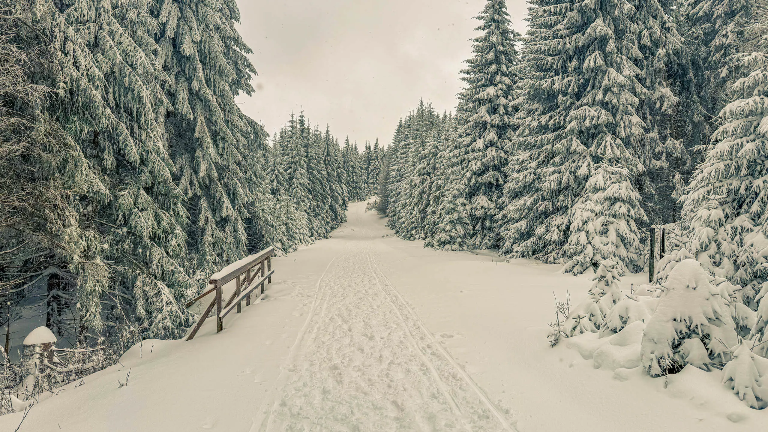 20260103.Harz.Von.Oderbrück.auf.den.Brocken.Bild.32