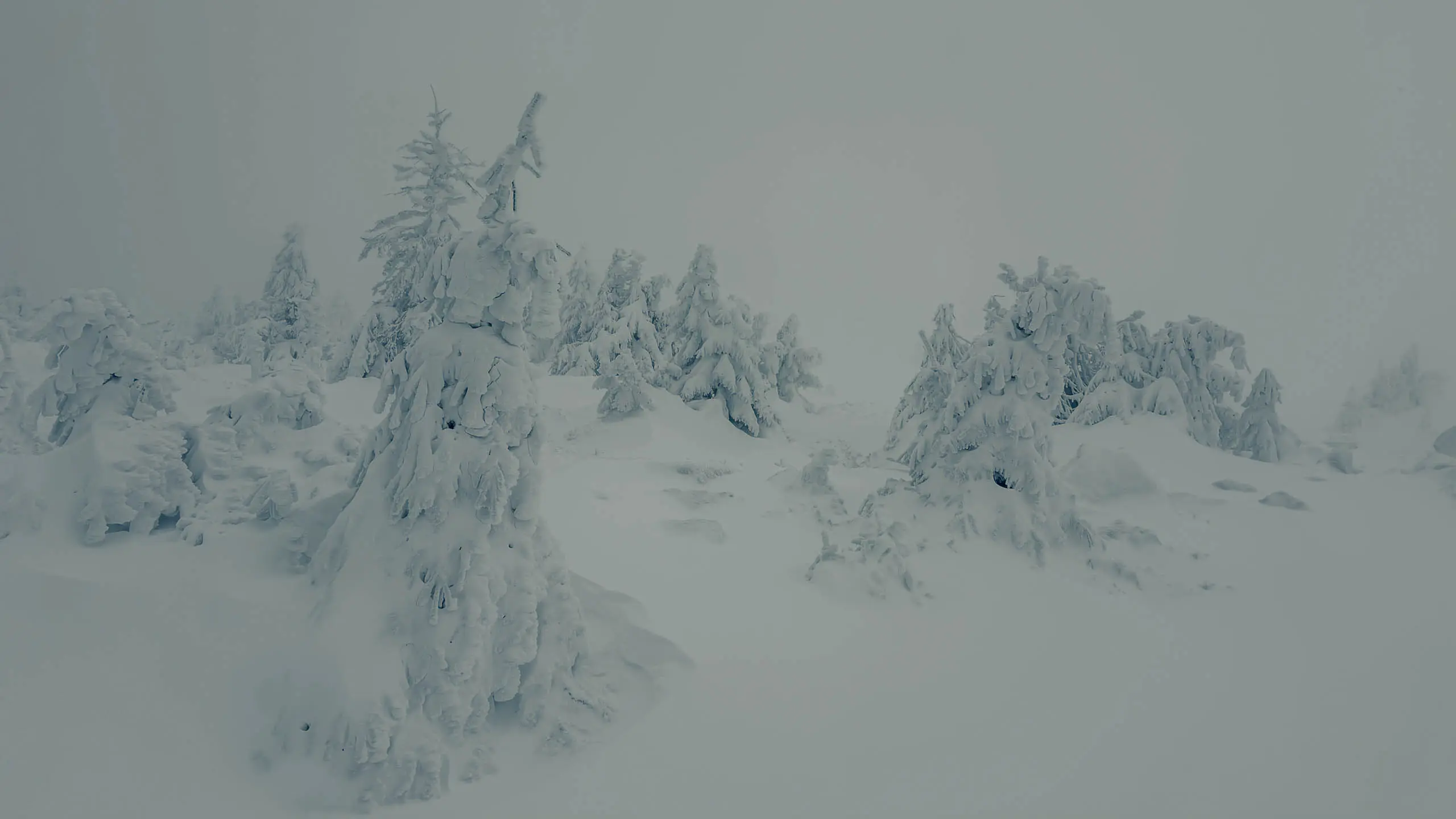 20260103.Harz.Von.Oderbrück.auf.den.Brocken.Bild.41